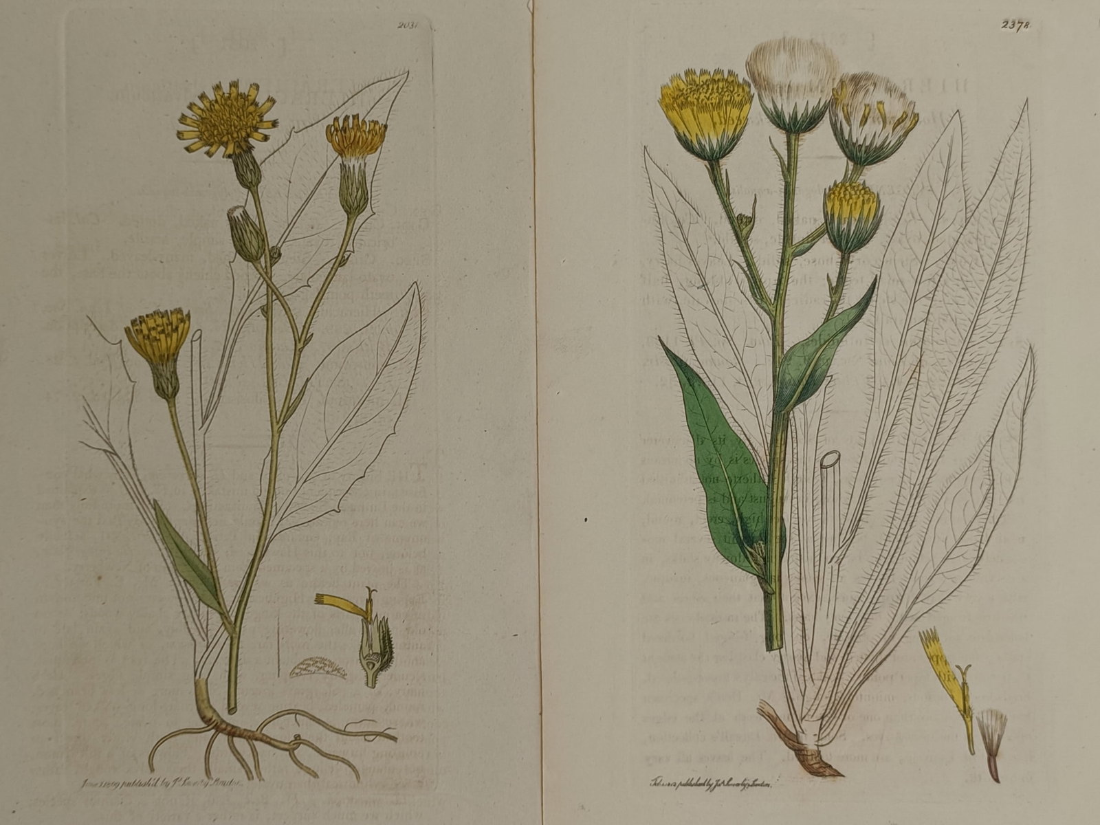 James Sowerby – Set of 2: Botanical Illustrations of Hawkweeds – Hand-coloured copper engraving (1 of 2)
