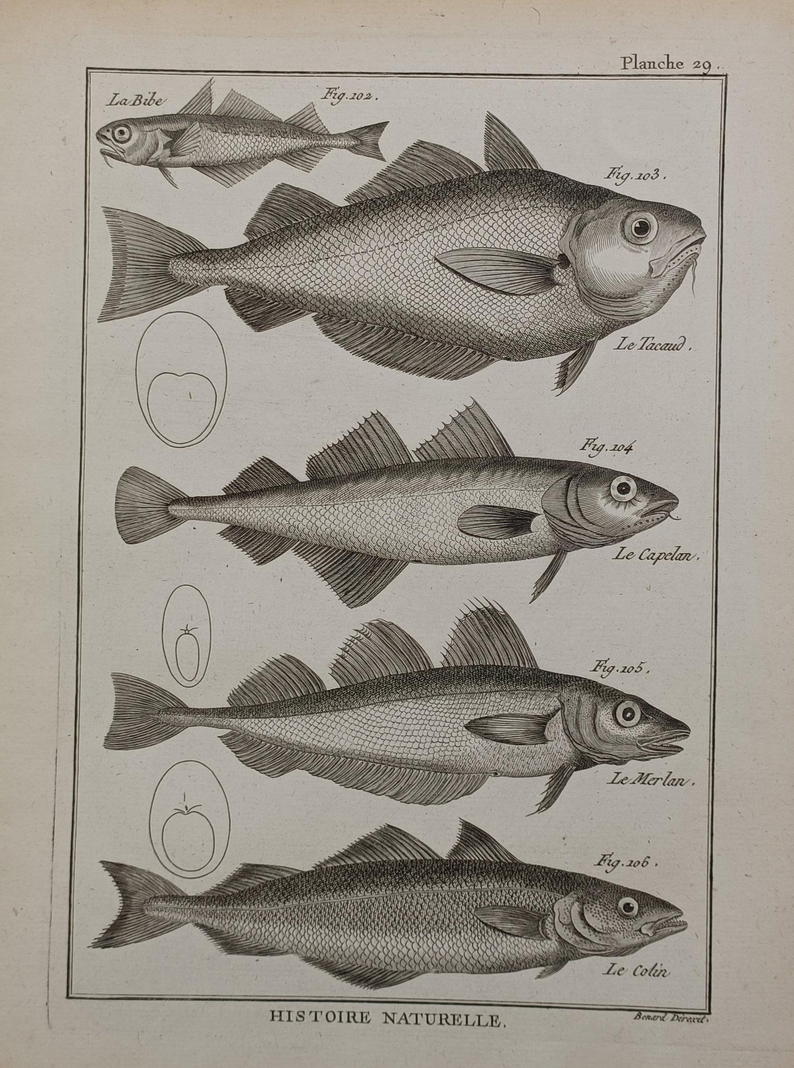 Robert Bénard (1731–1794) – Natural History Study of Fish – Engraving (1788) (1 of 2)