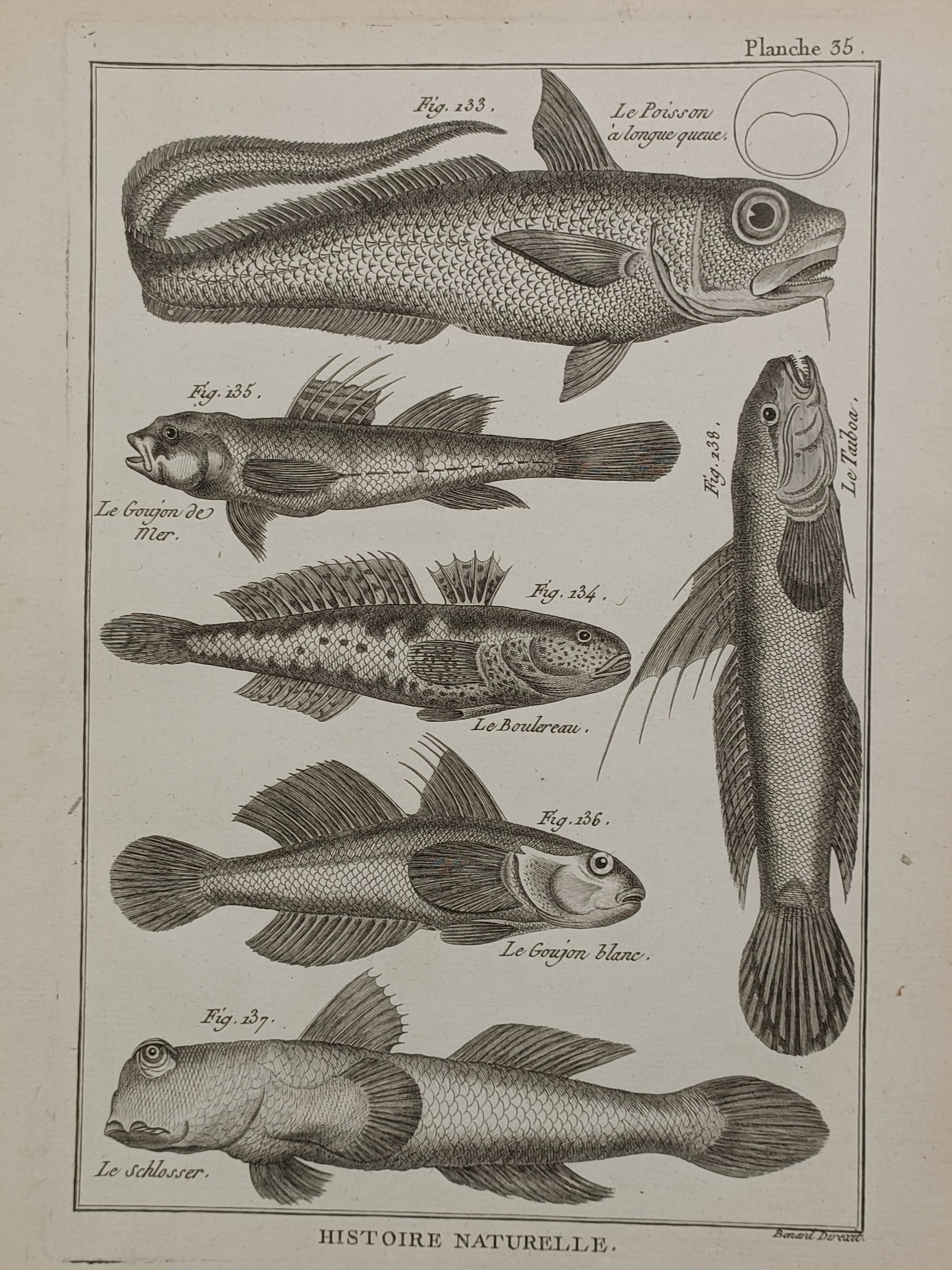 Robert Bénard (1731–1794) – Natural History Study of Exotic and Marine Fish – Engraving (1 of 2)