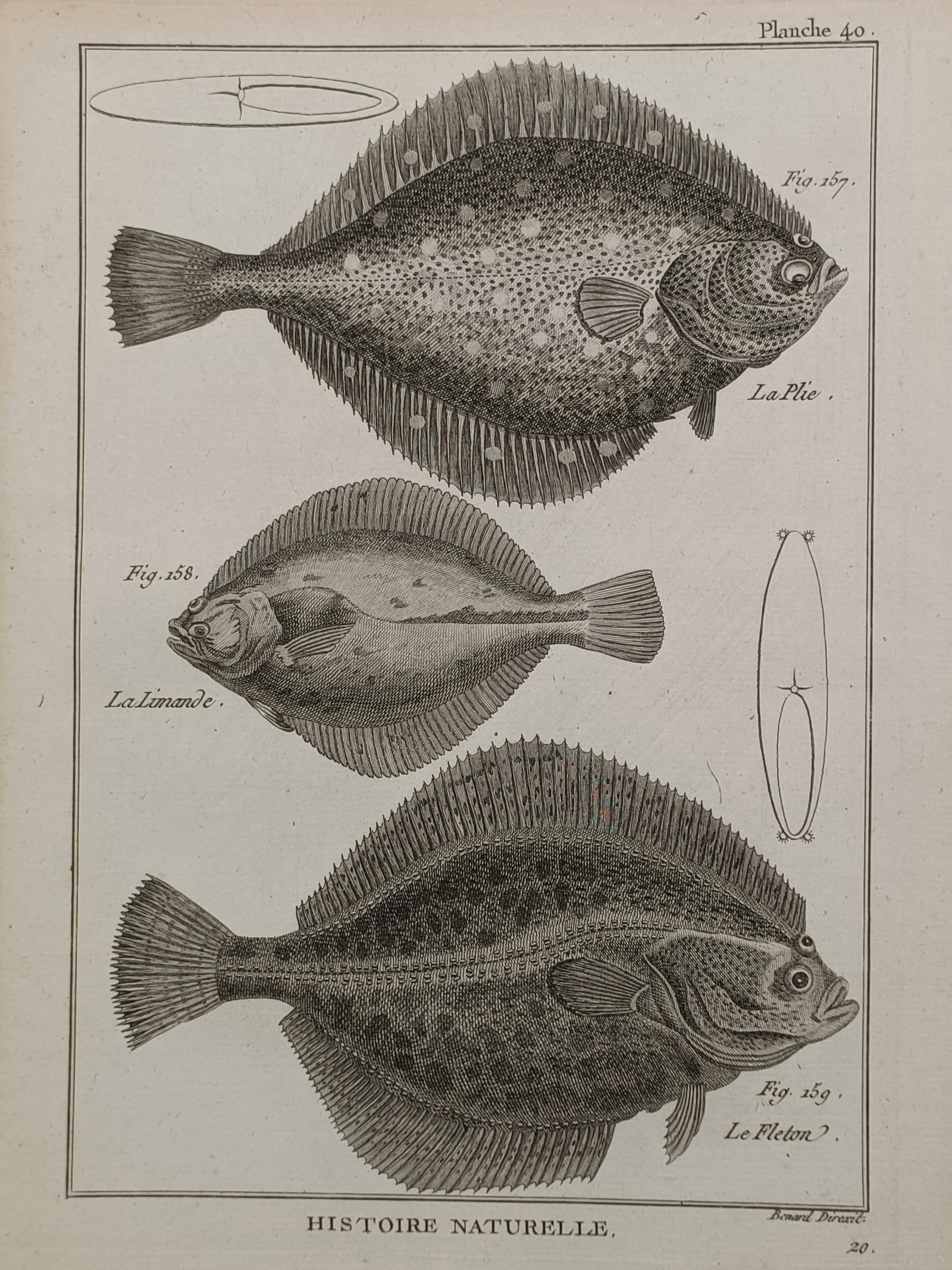 Robert Bénard (1731–1794) – Natural History Study of Flatfish – Engraving (1788) (1 of 2)
