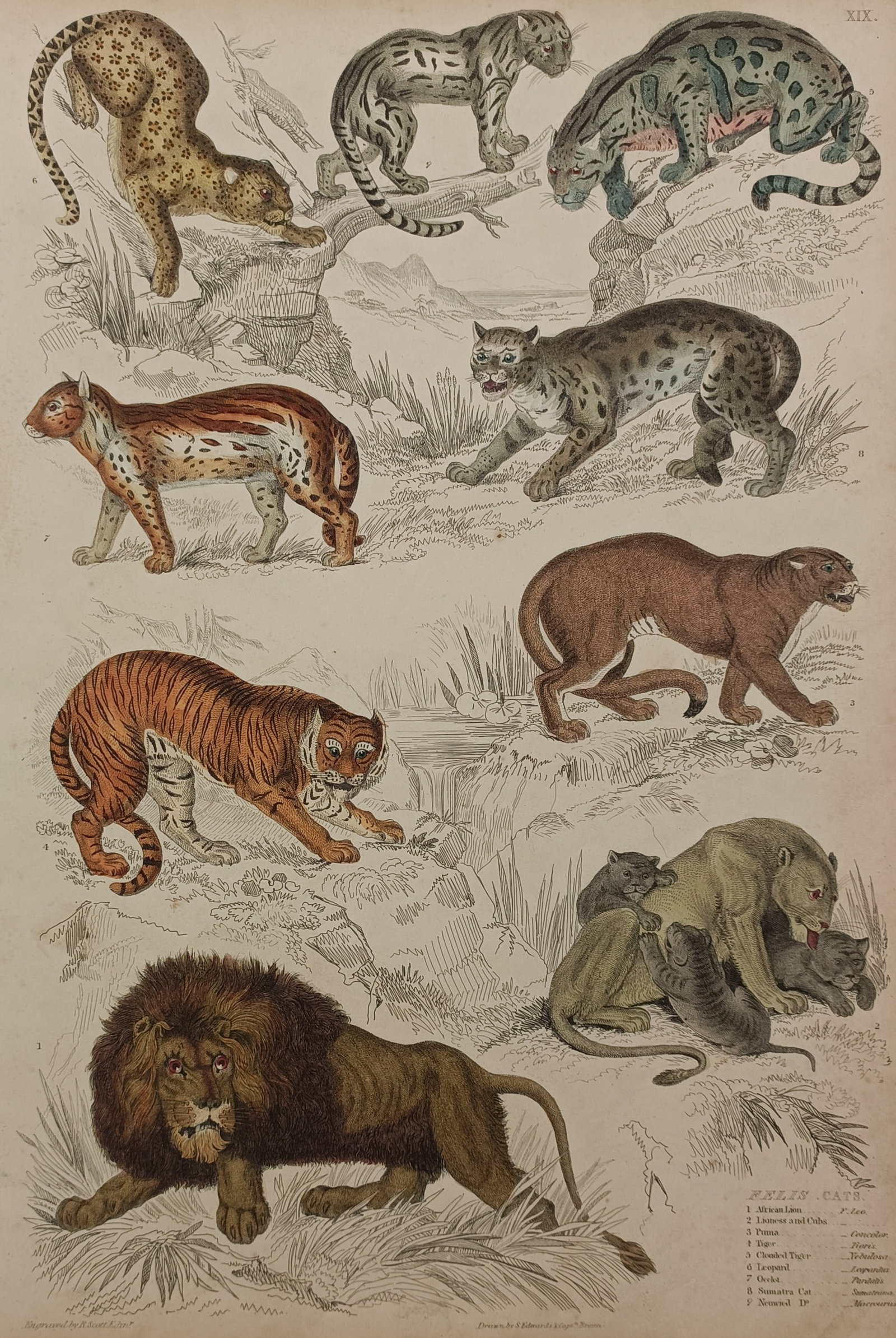 Gotthilf Heinrich von Schubert – Natural History Study of Feline Cats – Hand-coloured lithograph: "Feline Cats" features a detailed zoological study documenting various wild cat species within a natural landscape setting. The composition displays multiple wild felines including a lion, tiger, leop