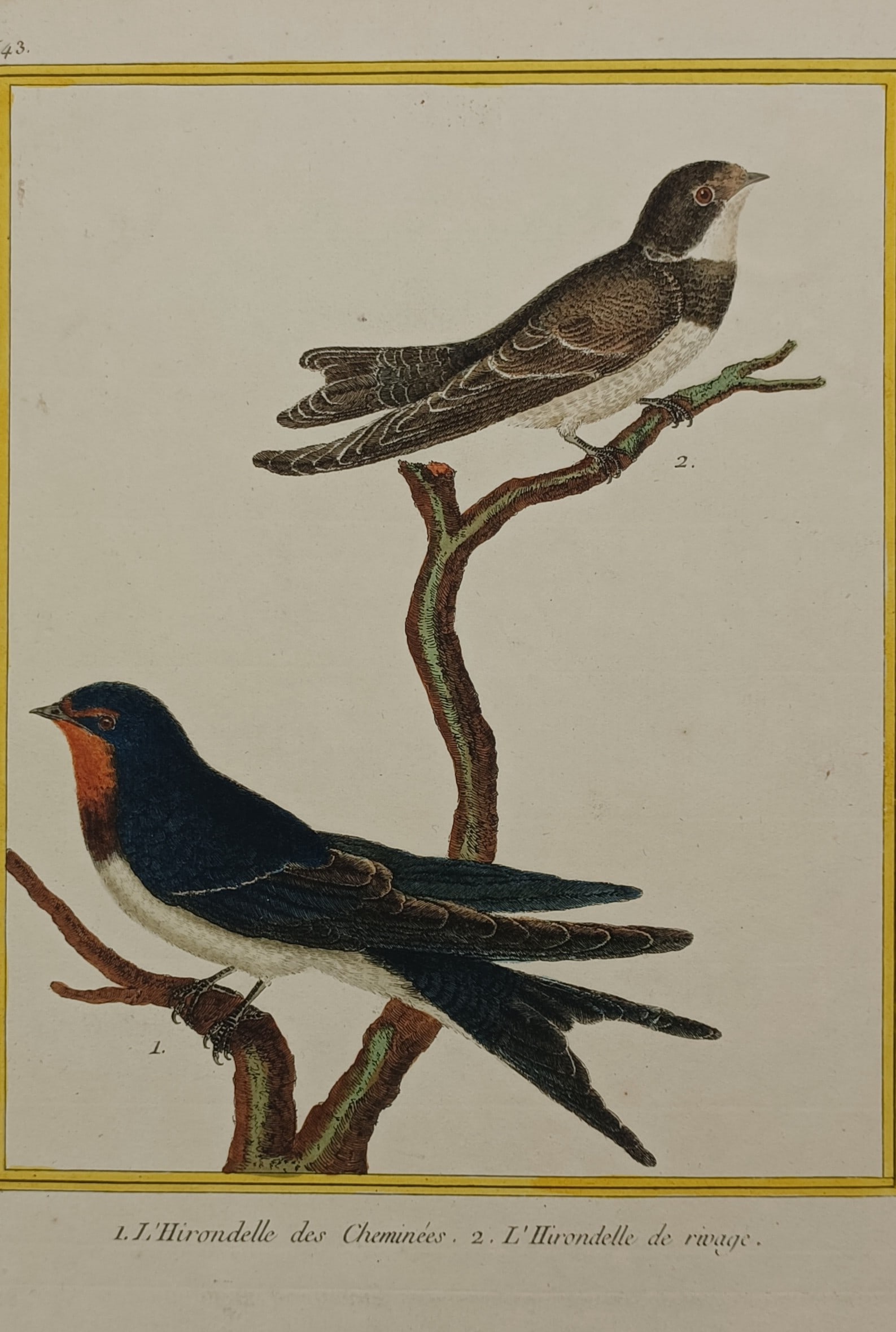 François-Nicolas Martinet (1731–1800) – Swallows – Hand-coloured engraving (1770) (1 of 2)