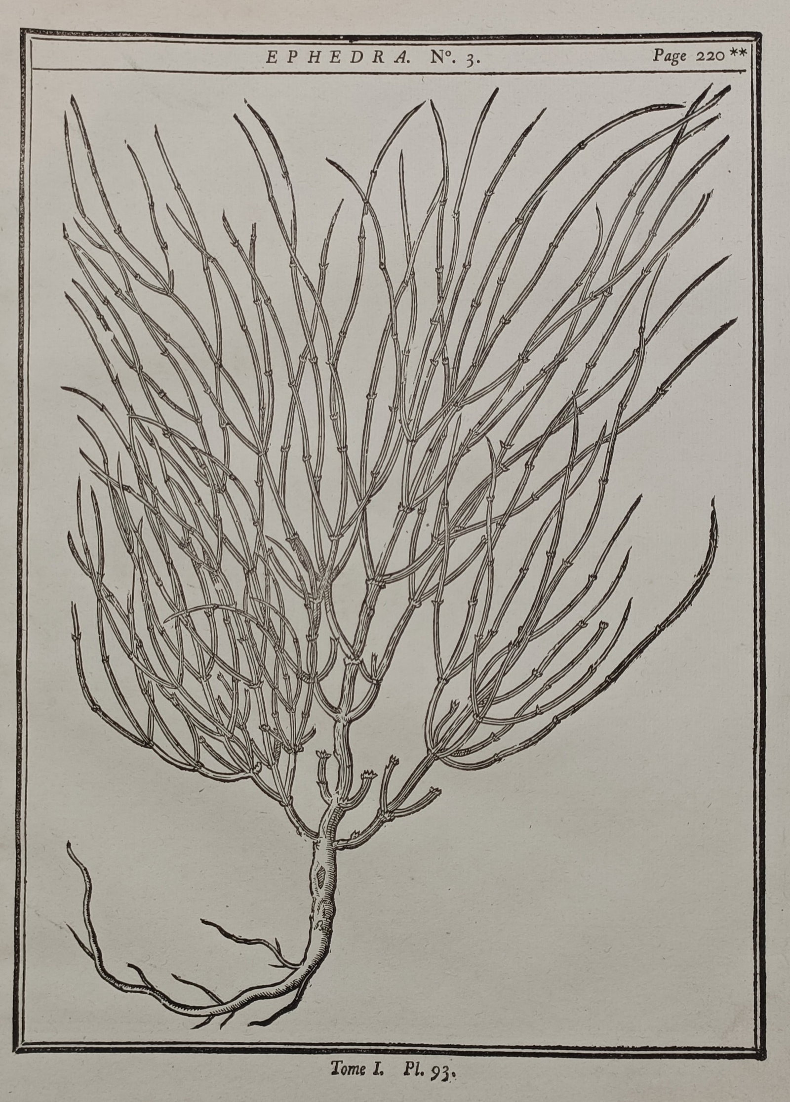 Henri-Louis Duhamel du Monceau (1700–1782) – Ephedra – Engraving (1755): "Ephedra" features a detailed botanical study documenting the joint-pine plant with its distinctive slender, jointed, and branching stems enclosed by a rectangular border. The composition displays the