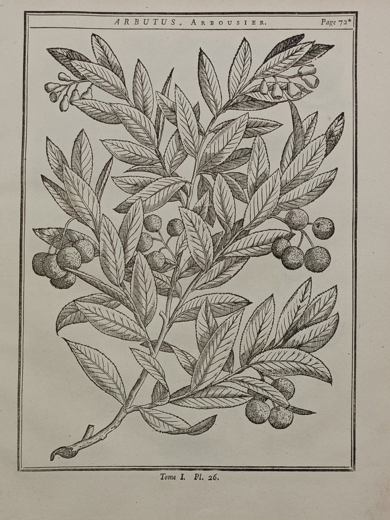 Henri-Louis Duhamel du Monceau (1700–1782) – Arbutus – Engraving (1755): "Arbutus" features a detailed botanical study documenting the strawberry tree plant with its clusters of textured berries and elongated leaves enclosed by a rectangular border. The composition display