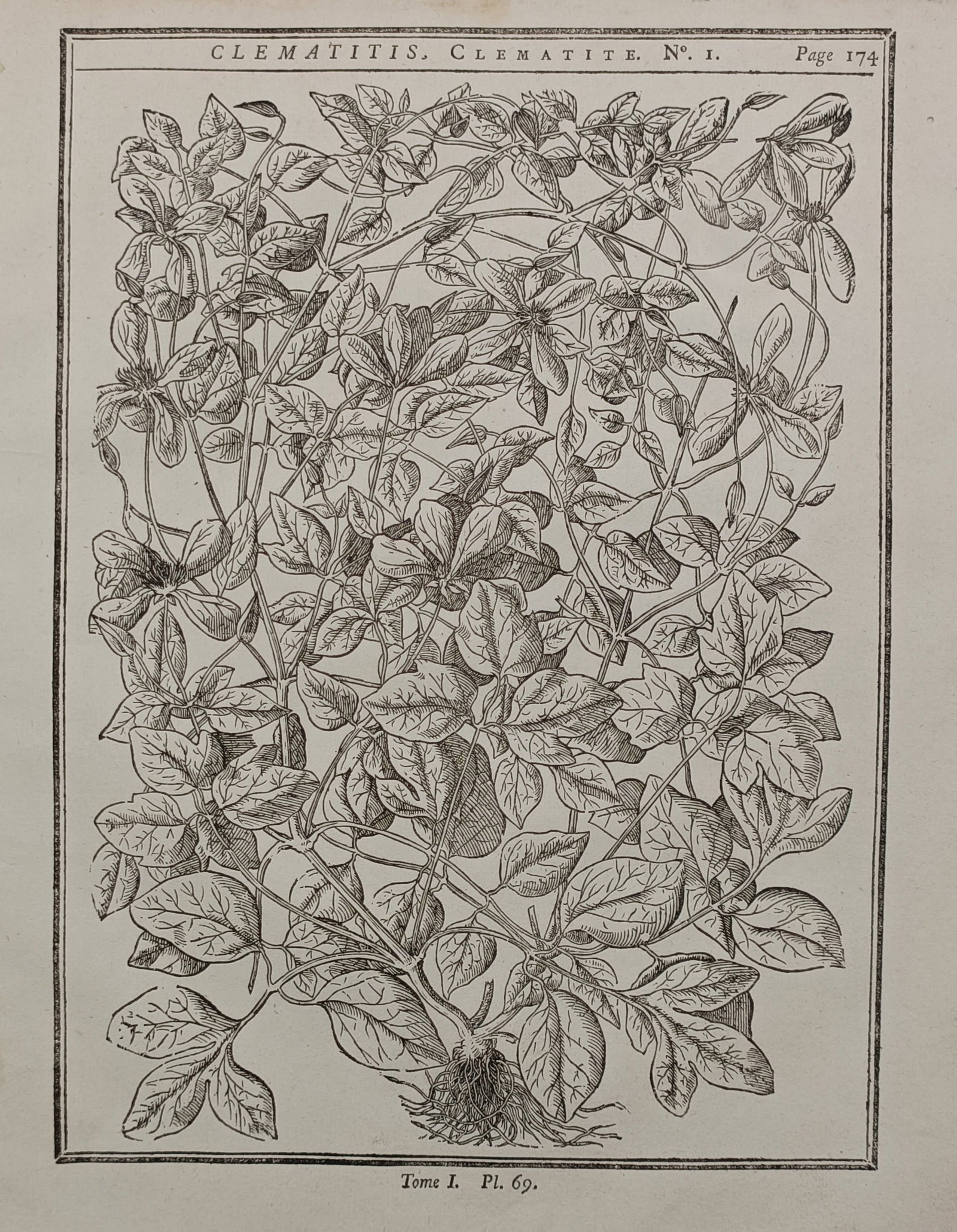 Henri-Louis Duhamel du Monceau (1700–1782) – Clematitis – Engraving (1755) (1 of 2)