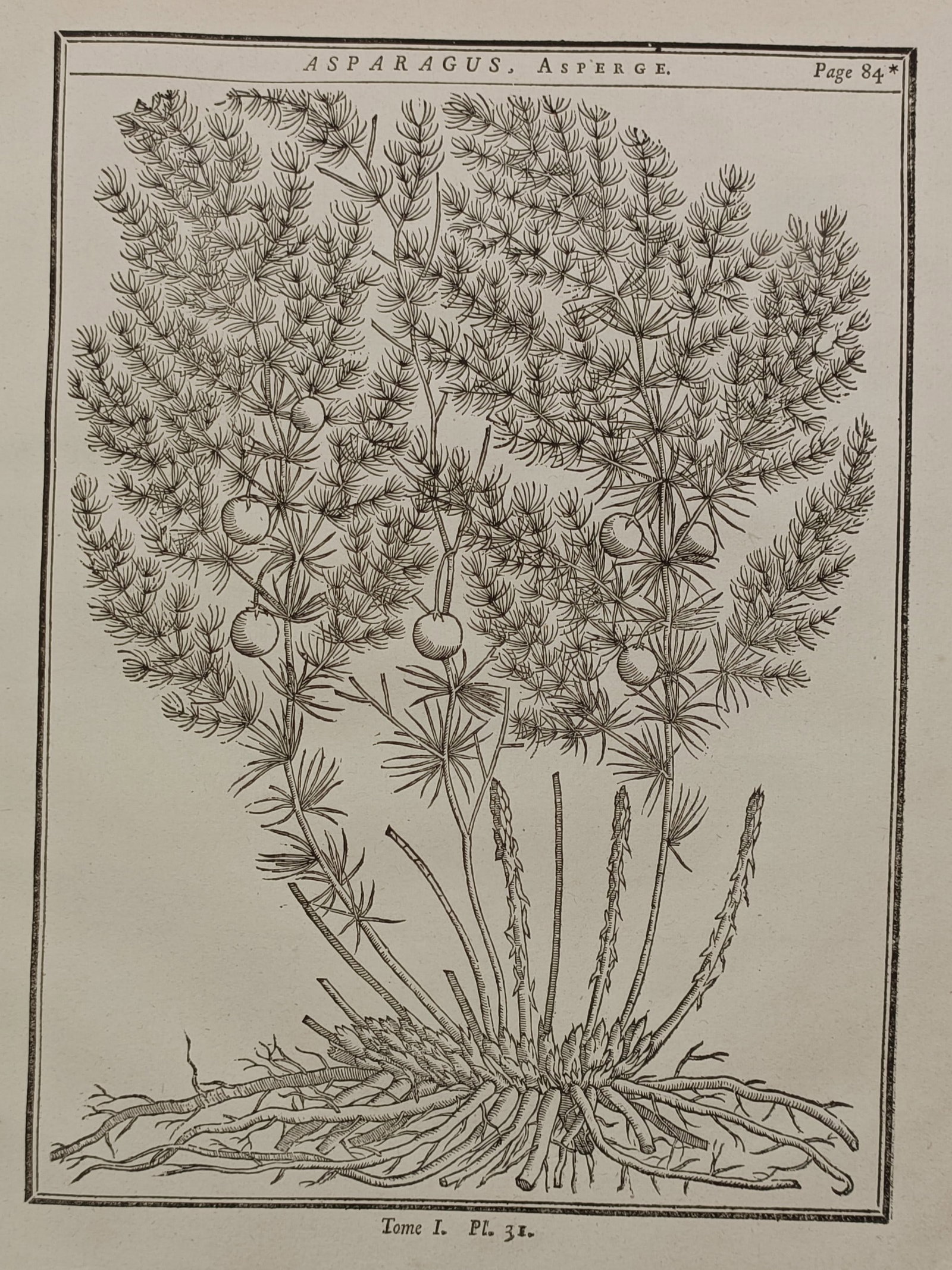 Henri-Louis Duhamel du Monceau (1700–1782) – Asparagus – Engraving (1755): "Asparagus" features a detailed botanical study documenting the asparagus plant with its feathery foliage, small berries, and young shoots enclosed by a rectangular border. The composition displays mu