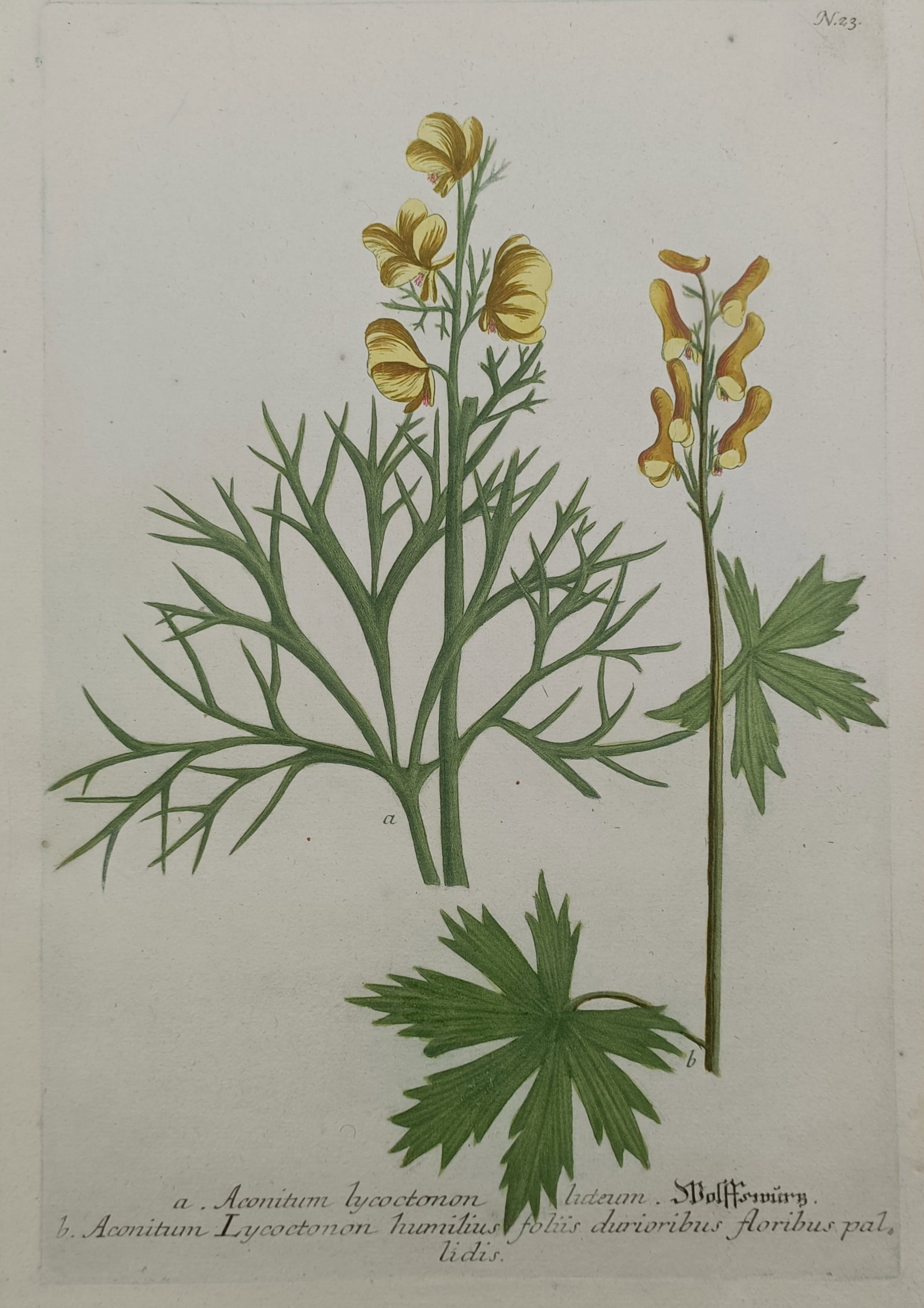 Johann Wilhelm Weinmann (1683–1741) – Yellow Wolfsbane Varieties (1 of 2)