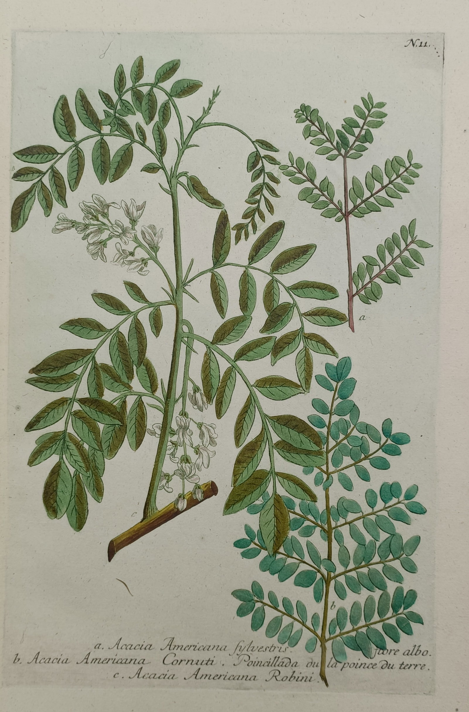 Johann Wilhelm Weinmann (1683–1741) – Acacia Varieties – Hand-coloured mezzotint (1 of 2)