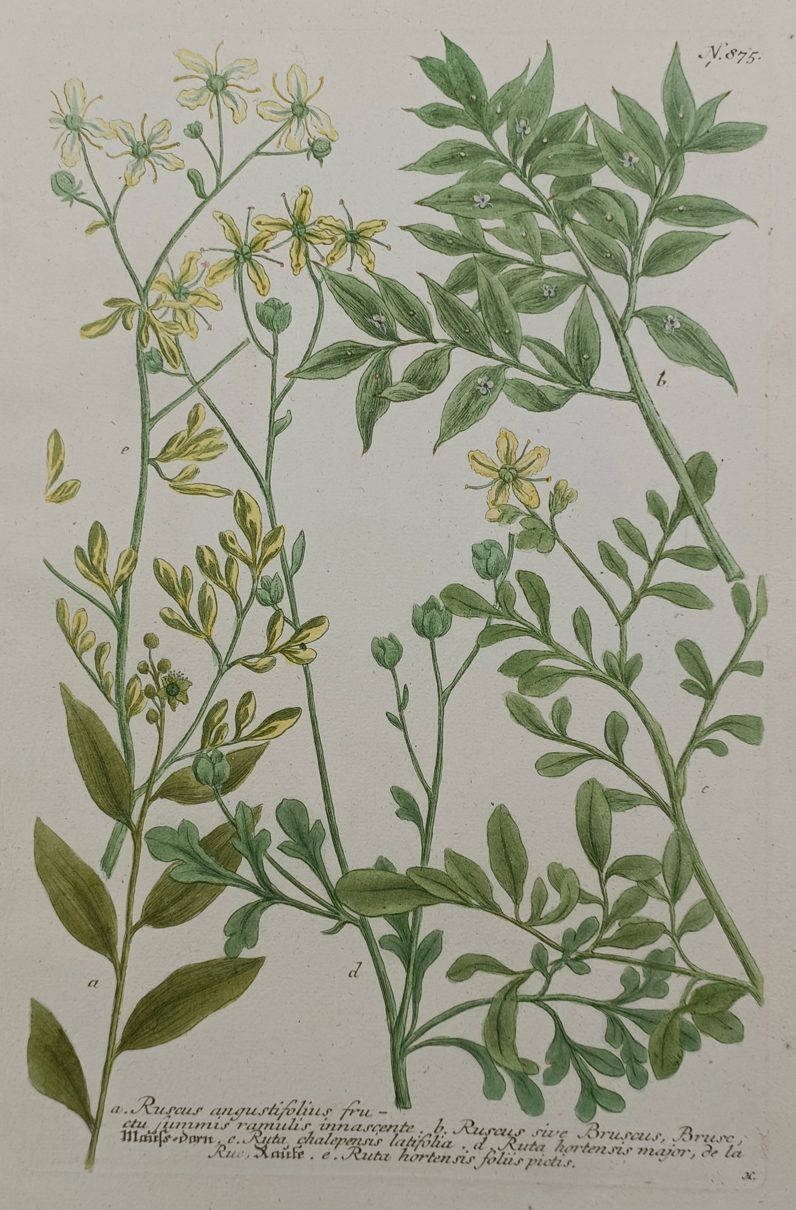 Johann Wilhelm Weinmann (1683–1741) – Rue and Butcher's Broom Varieties (1 of 2)