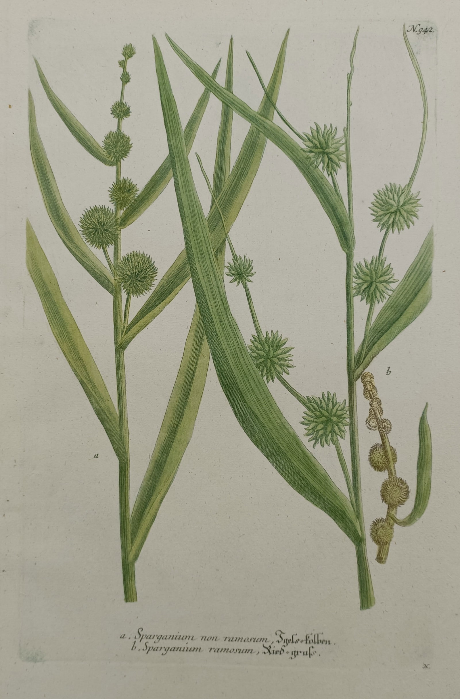 Johann Wilhelm Weinmann (1683–1741) – Bur-reed Varieties – Hand-coloured mezzotint (1 of 2)