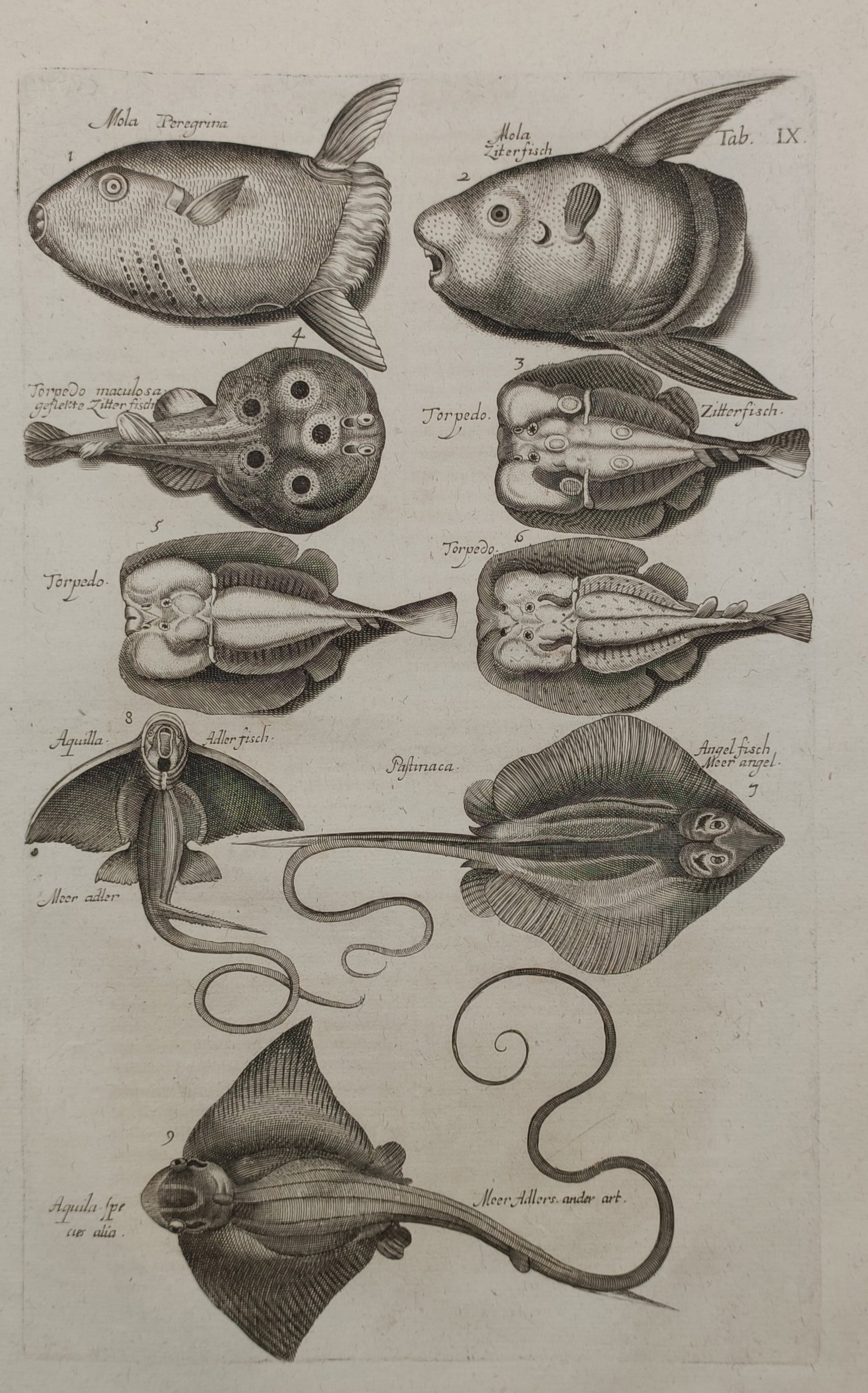 John Jonston (1603–1675) – Various Sunfish, Torpedo Fish, and Stingrays – Engraving (1650) (1 of 2)
