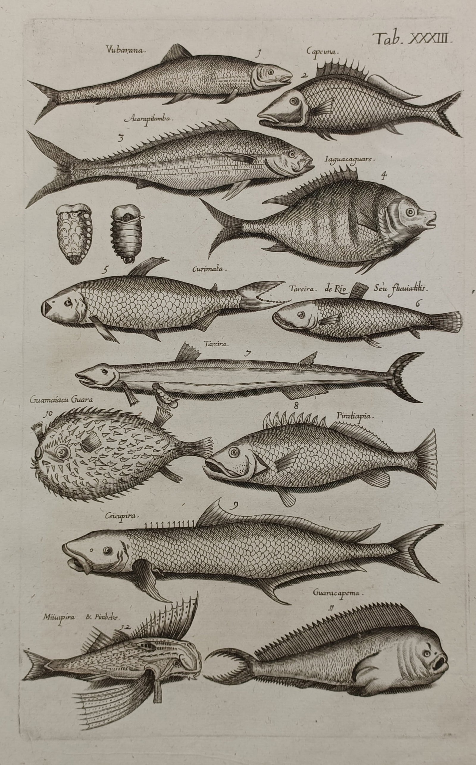 John Jonston (1603–1675) – Various Exotic and Tropical Fish Species – Engraving (1650) (1 of 2)