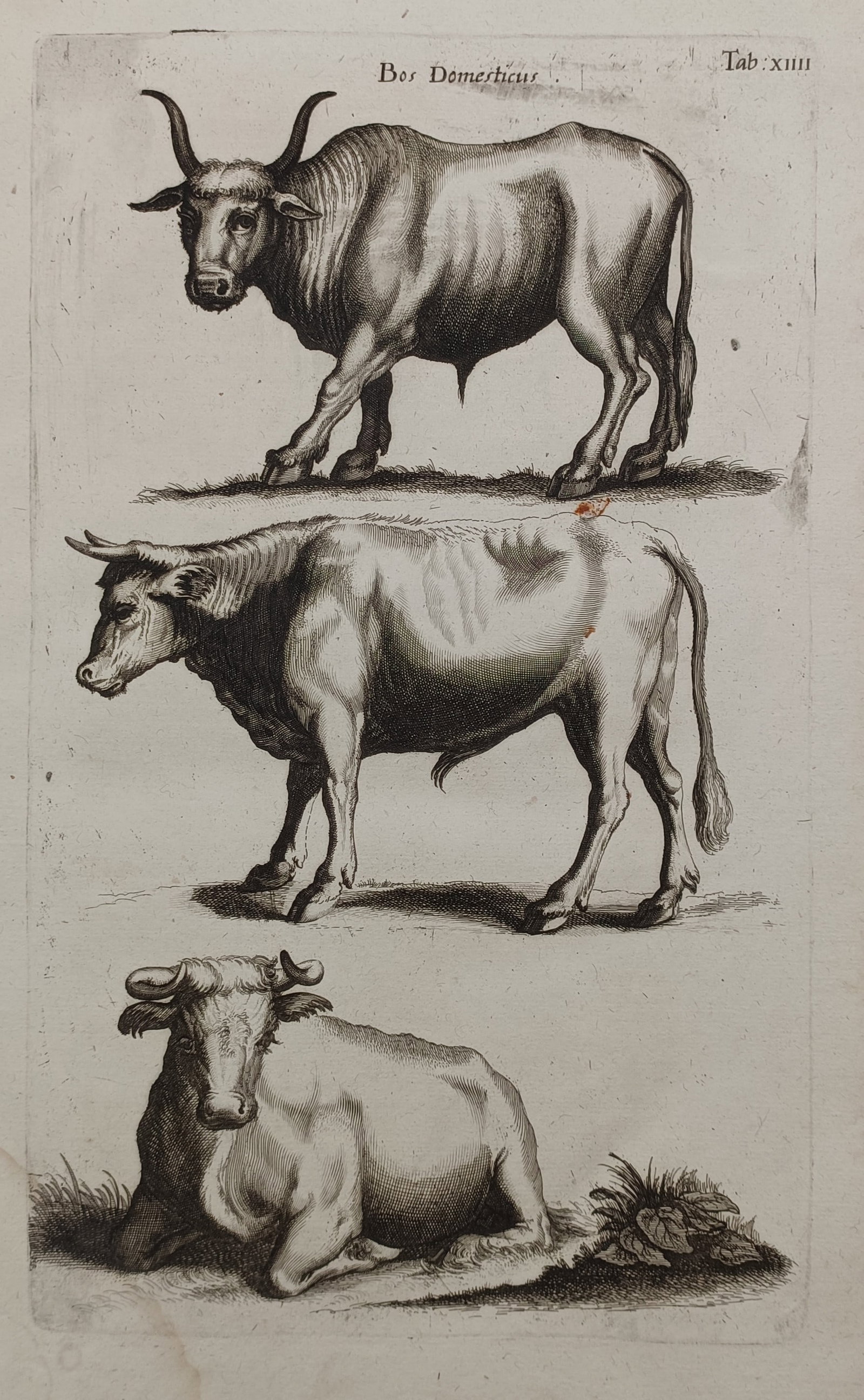 John Jonston (1603–1675) – Domestic Cattle – Engraving (1650) (1 of 2)