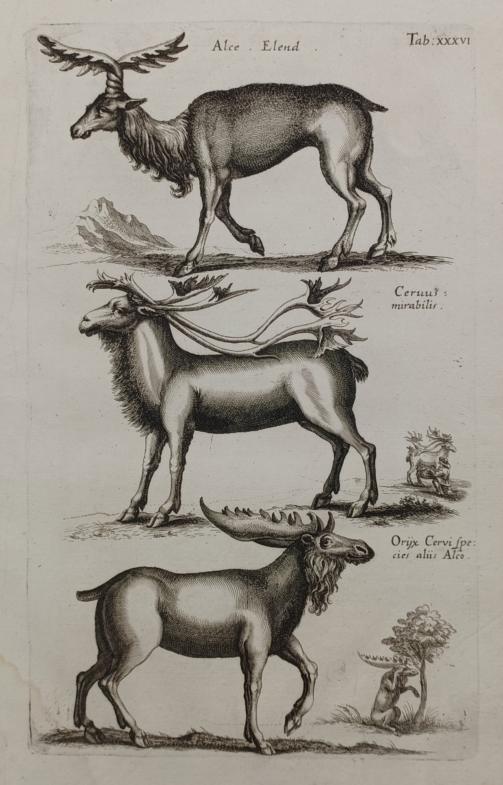 John Jonston (1603–1675) – Moose and Mythological Deer – Engraving (1650) (1 of 2)