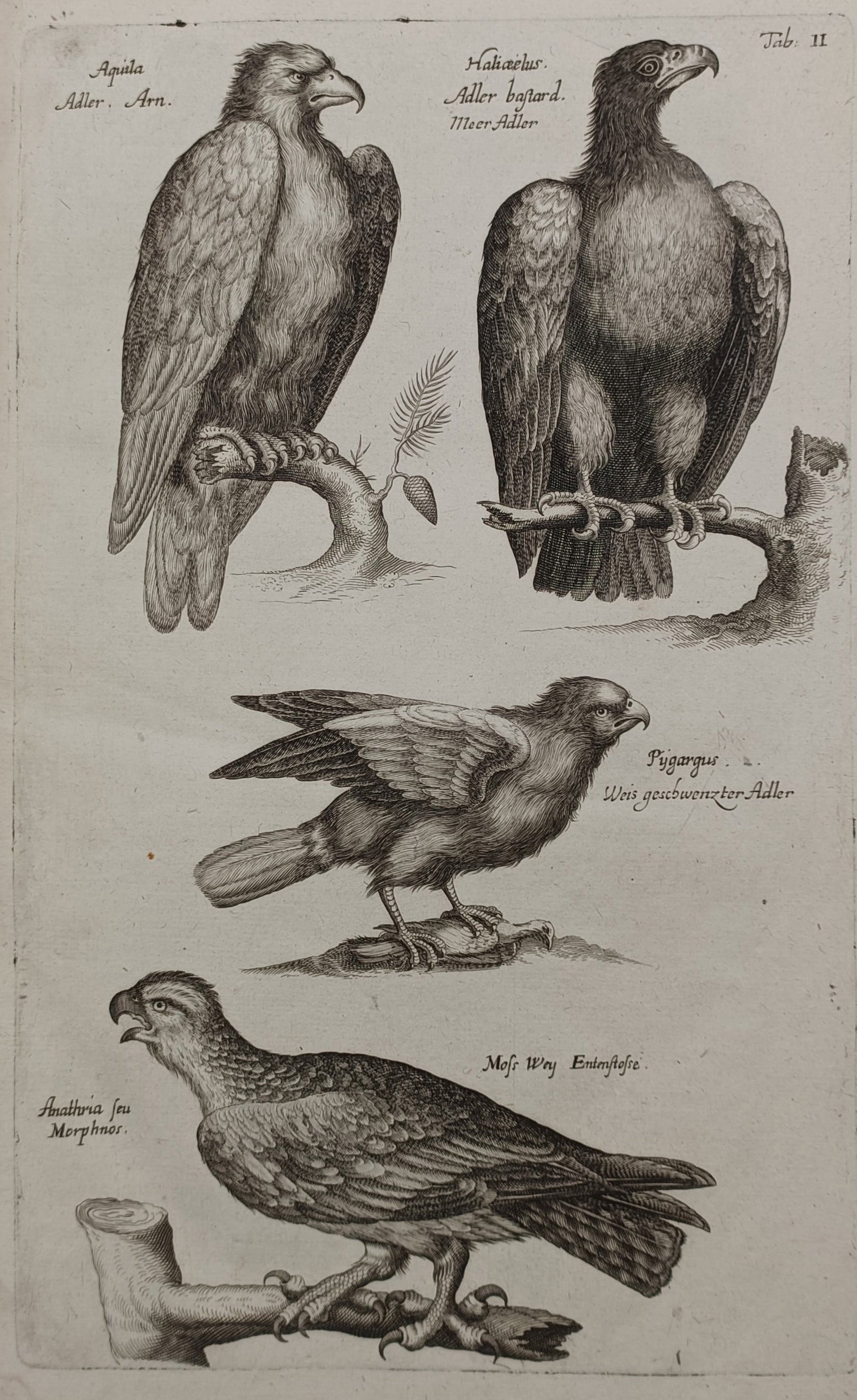 John Jonston (1603–1675) – Various Eagle Species – Engraving (1650) (1 of 2)