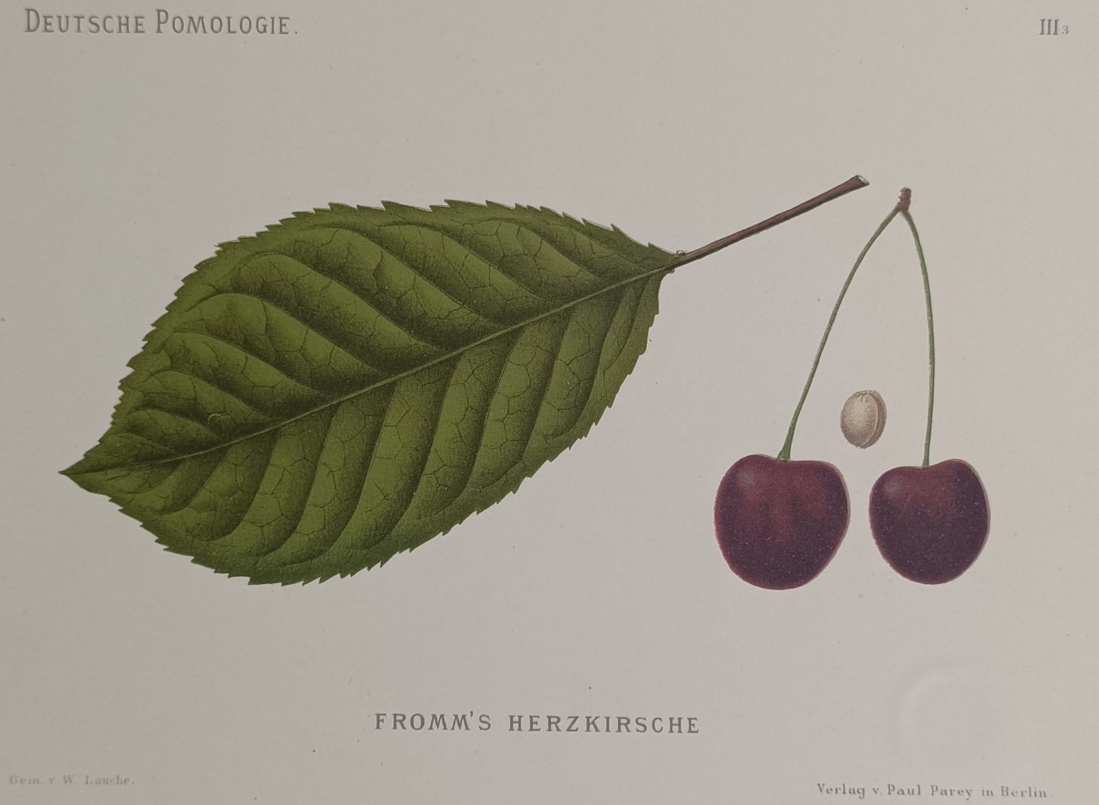 Wilhelm Lauche (1827–1883) – Fromm's Heart Cherry – Chromolithograph (1882): "Fromm's Herzkirsche" presents a detailed botanical study of a specific sweet cherry cultivar, showcasing a large green leaf with distinct veining alongside a pair of ripe, dark red cherries hanging f