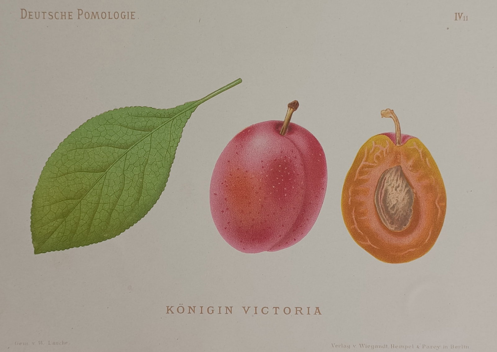 Wilhelm Lauche (1827–1883) – Victoria Plum – Chromolithograph (1882): "Königin Victoria" presents a detailed botanical study of the Victoria plum cultivar, illustrating a single textured green leaf with prominent veining alongside a whole reddish-purple plum with its s
