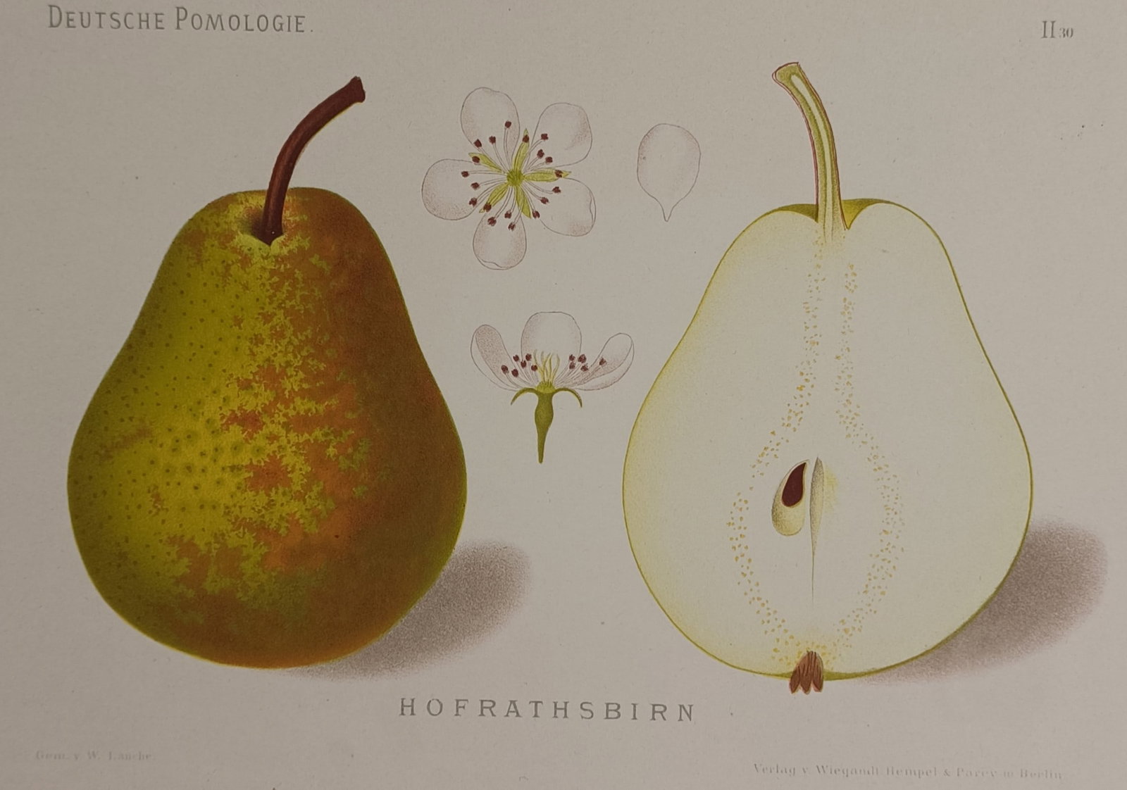 Wilhelm Lauche (1827–1883) – Hofraths Pear – Chromolithograph (1882): "Hofrathsbirn" presents a detailed botanical study of a specific pear cultivar, illustrating a whole green and russet-speckled pear with its stem alongside a longitudinal cross-section displaying the 