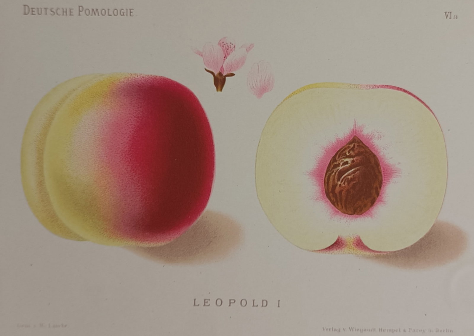 Wilhelm Lauche (1827–1883) – Leopold I Peach – Chromolithograph (1882): "Leopold I" presents a detailed botanical study of a specific peach cultivar, illustrating a whole ripe peach with a velvety yellow skin blushed with vibrant red next to a longitudinal cross-section t
