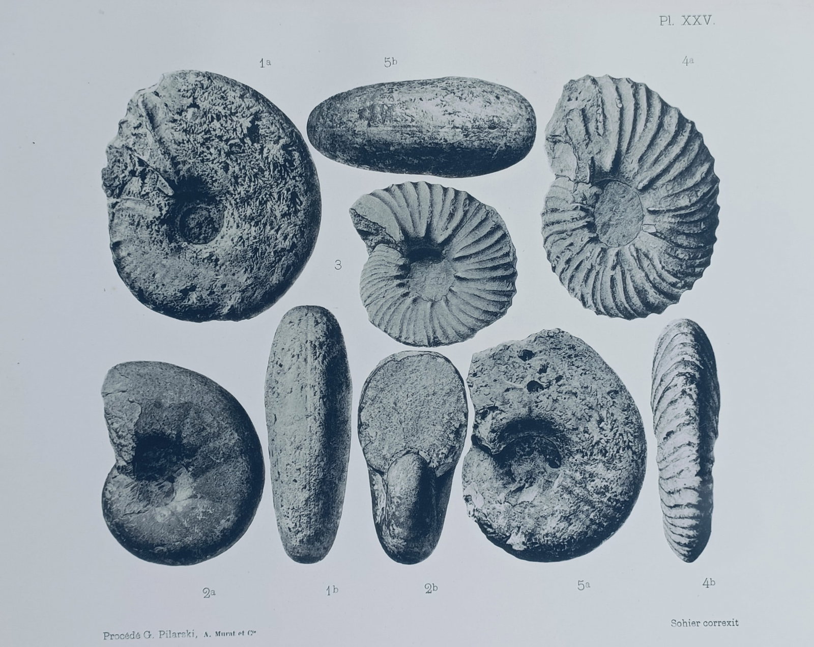 Albert de Grossouvre (1849–1932) – Ammonite Fossils – Lithograph (1894) (1 of 2)