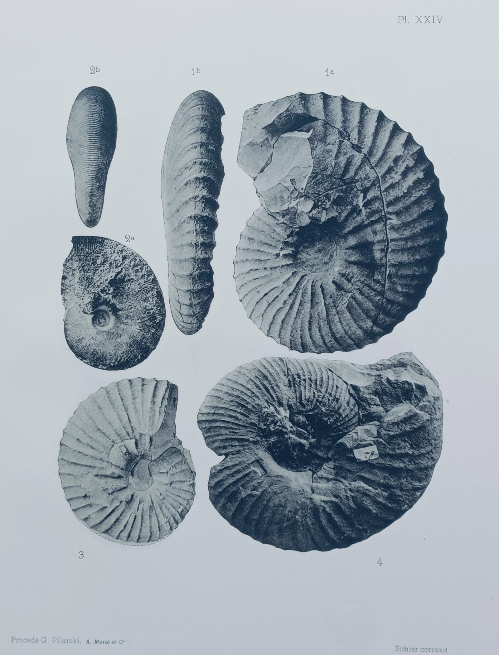 Albert de Grossouvre (1849–1932) – Various Ammonite Specimens – Lithograph (1894) (1 of 2)