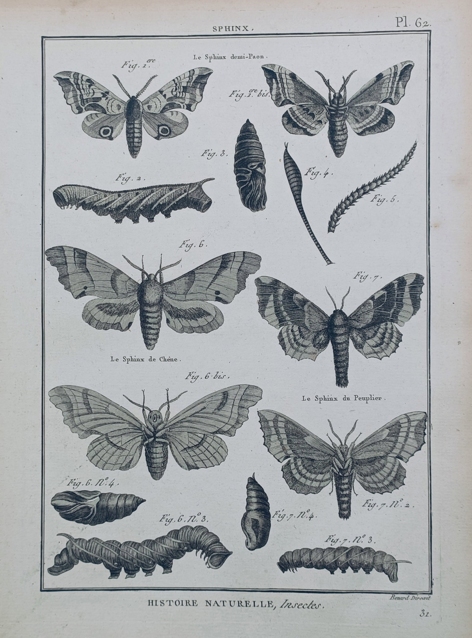 Robert Bénard – Metamorphosis of Sphinx Moths – Engraving (1788) (1 of 2)