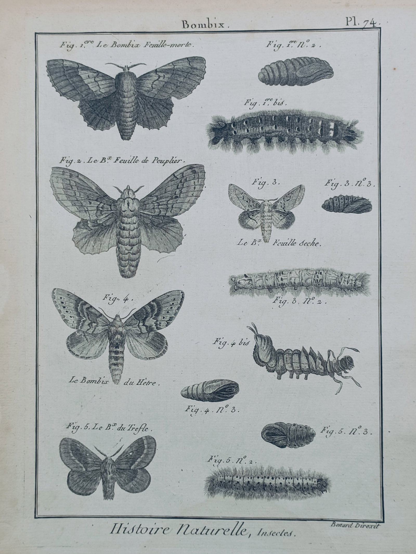 Robert Bénard – Metamorphosis of Silk Moths – Engraving (1788) (1 of 2)