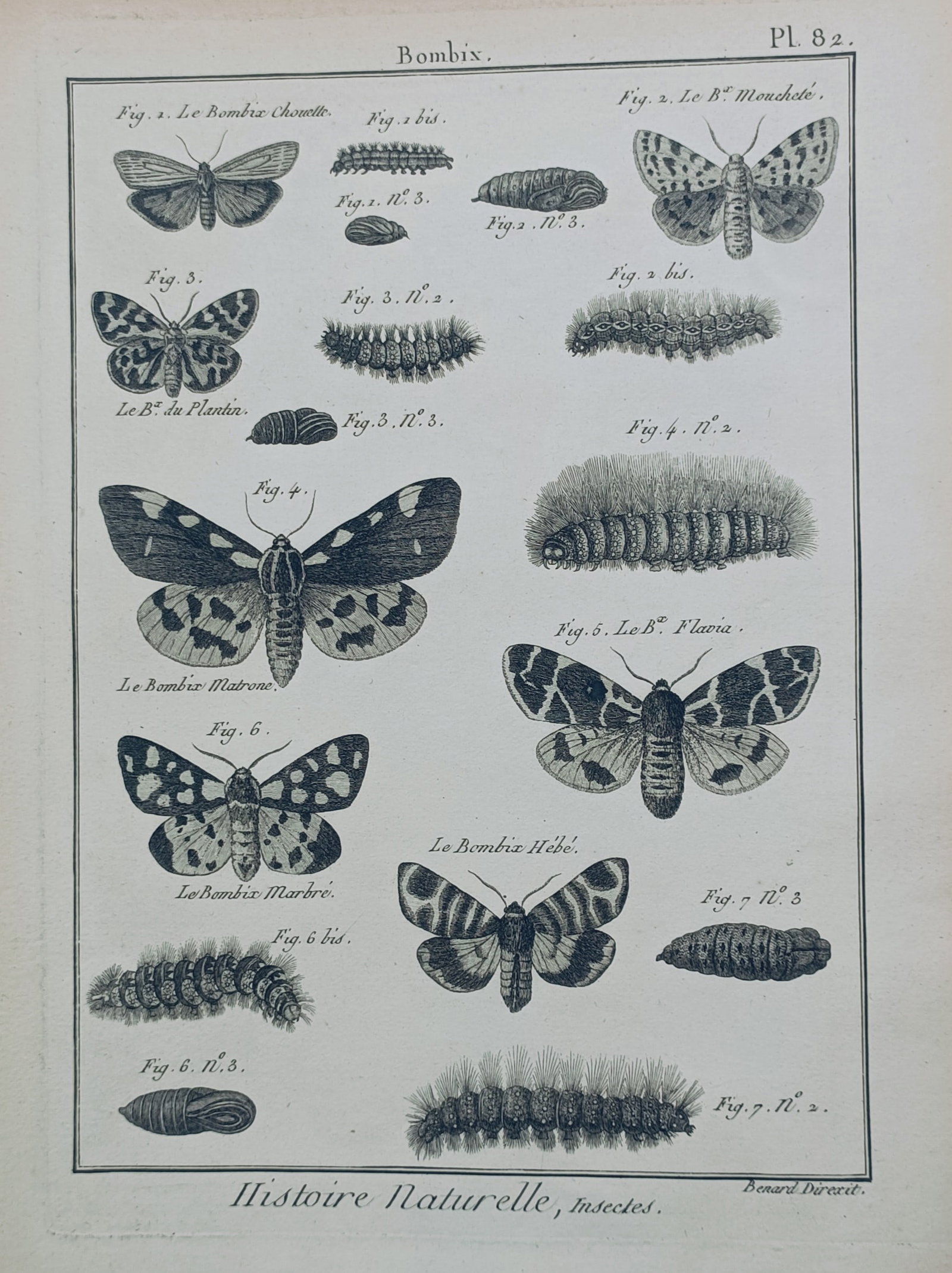 Robert Bénard – Metamorphosis of Tiger and Silk Moths – Engraving (1788) (1 of 2)