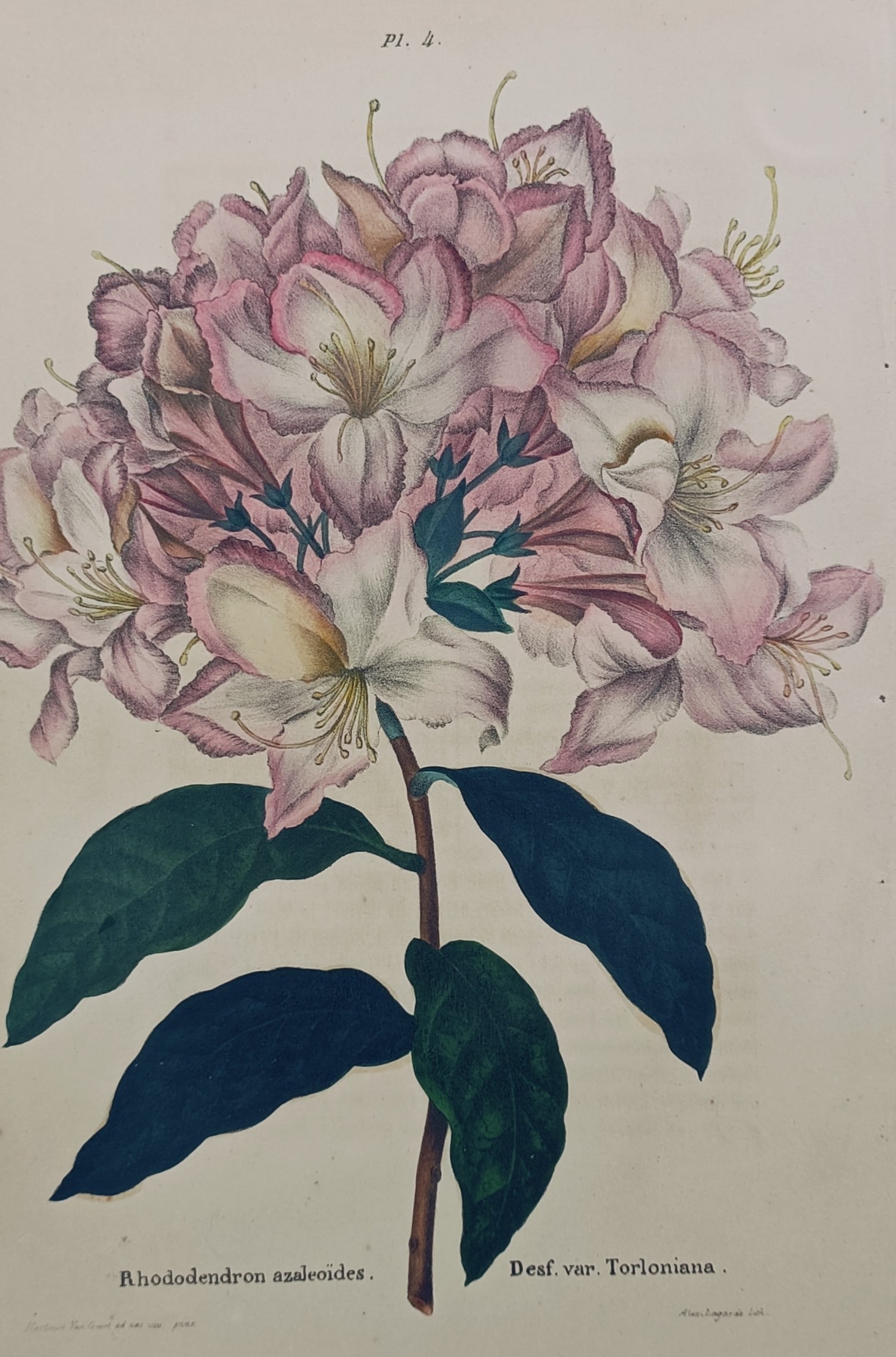 Alexandre Lagarde – Rhododendron – Chromolithograph (1870) (1 of 2)