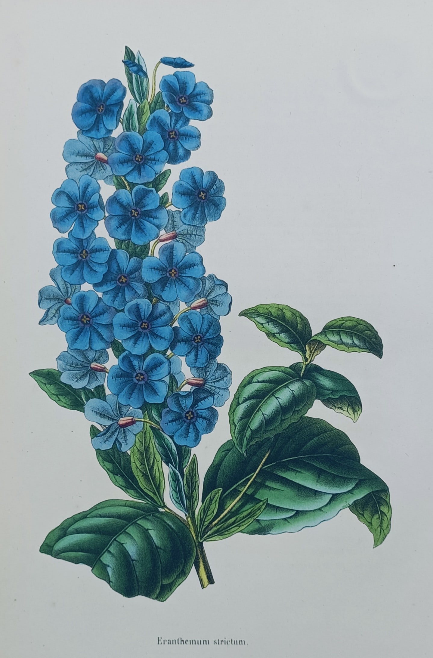 Alexandre Lagarde – Eranthemum – Chromolithograph (1870): "Eranthemum Strictum" presents a detailed botanical study of a blooming Eranthemum plant, showcasing a dense upright cluster of vibrant blue flowers supported by a central stem with textured green fol