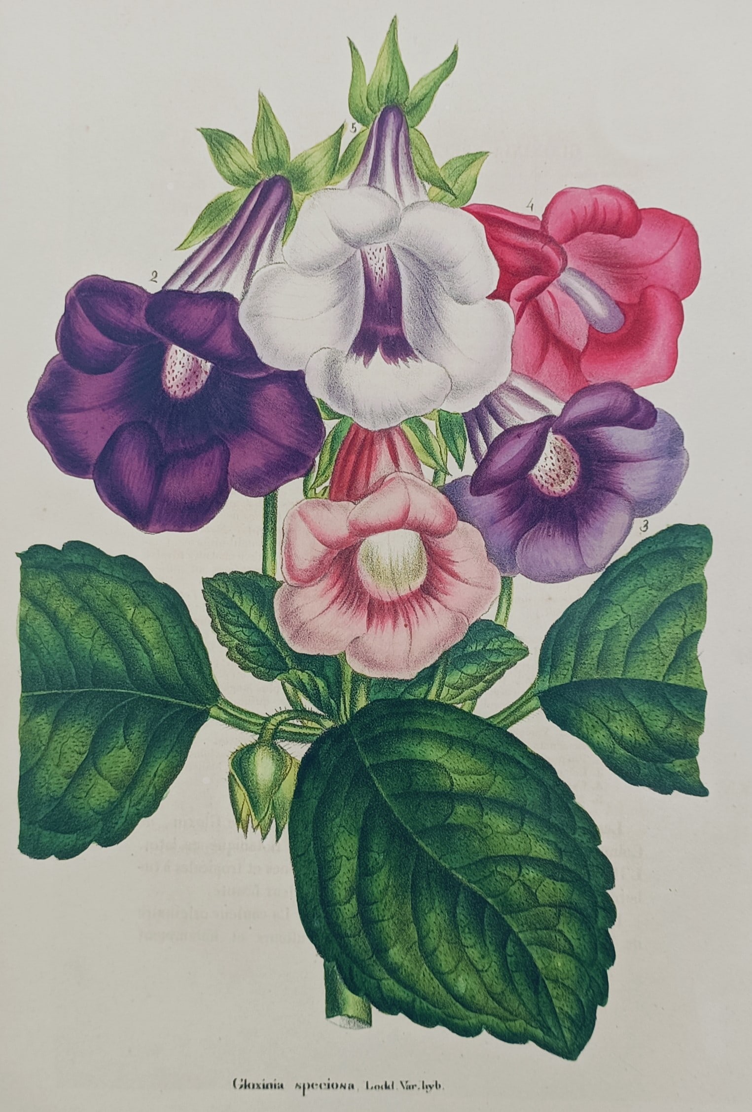 Guillaume Severeyns (Active late 19th Century) – Gloxinia – Chromolithograph (1870): "Gloxinia Speciosa" presents a detailed botanical study of a flowering gloxinia plant, showcasing a cluster of bell-shaped blossoms in various shades of purple, white, magenta, and pink supported by a