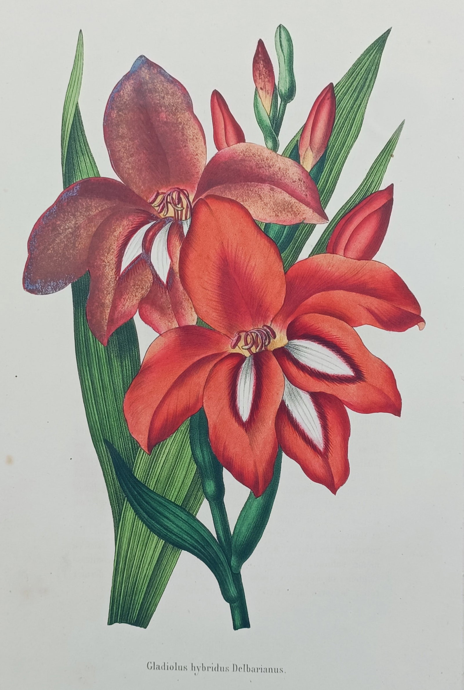 Guillaume Severeyns (Active late 19th Century) – Gladiolus – Chromolithograph (1870) (1 of 2)