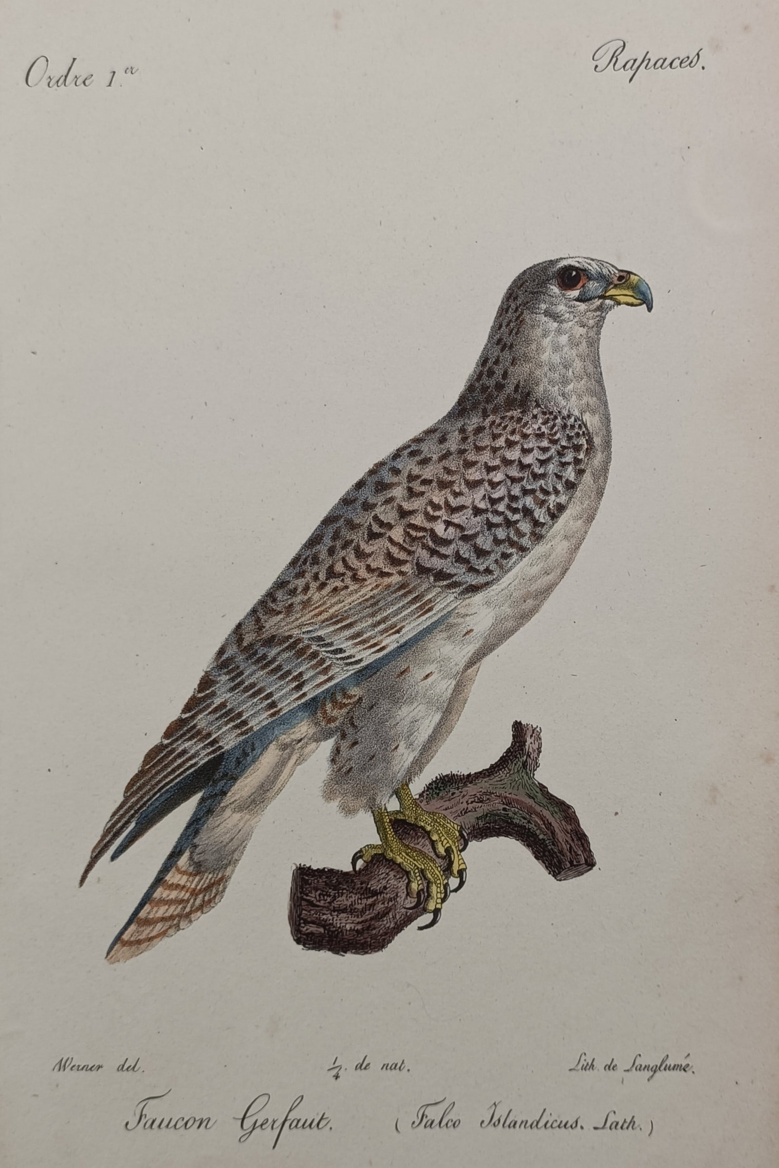 Jean-Charles Werner (1798–1856) – Gyrfalcon – Hand-coloured Lithograph (1828): "Faucon Gerfaut" presents a detailed ornithological study of a gyrfalcon, capturing its mottled grey and brown upper plumage, lighter underparts, and sharp beak configuration as it grips a gnarled woo