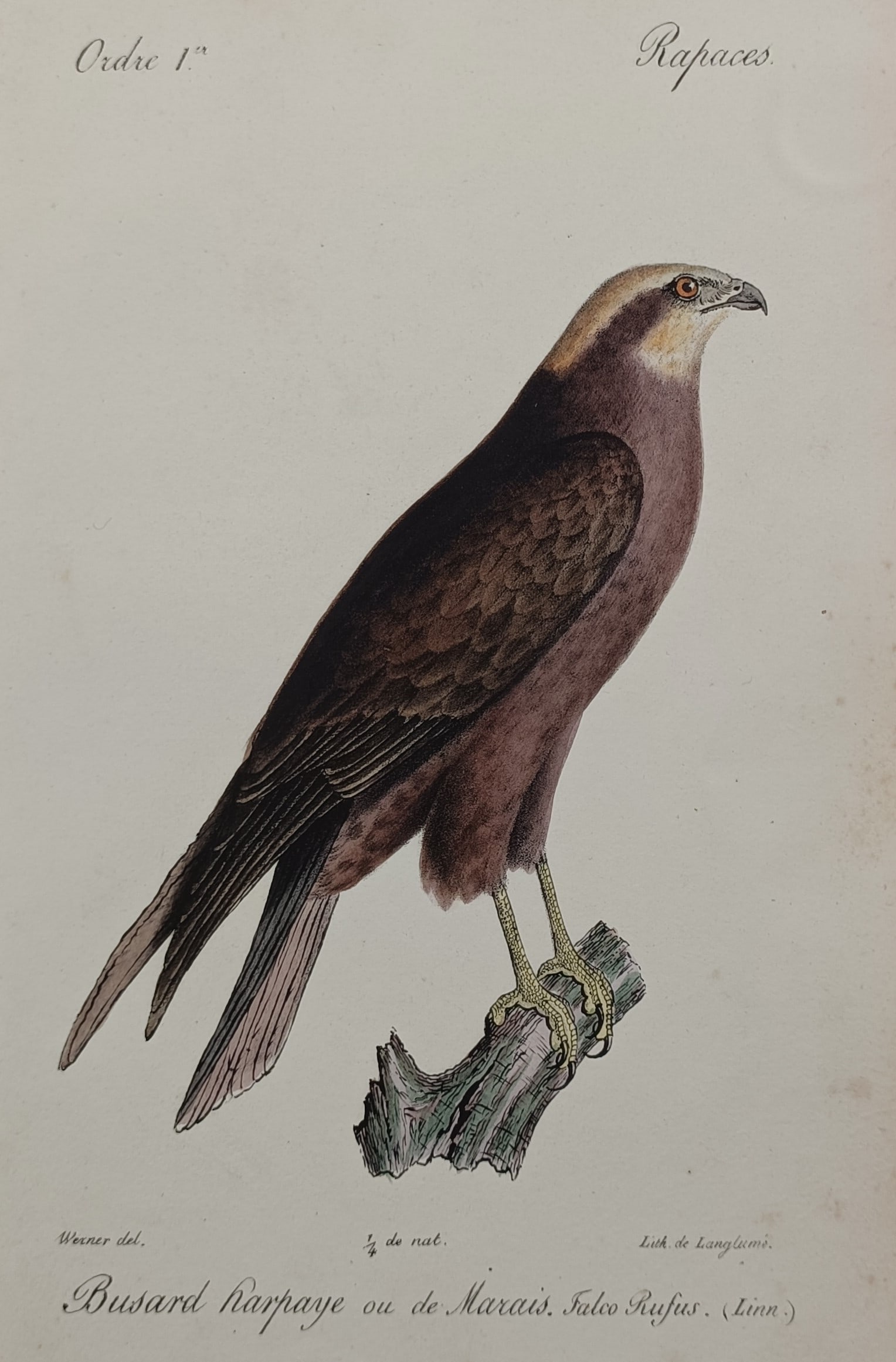 Jean-Charles Werner (1798–1856) – Marsh Harrier – Hand-coloured Lithograph (1828): "Busard Harpaye ou de Marais" presents a detailed ornithological study of a marsh harrier, capturing its deep brown plumage, lighter head coloration, and sharp predatory profile as it stands perched o