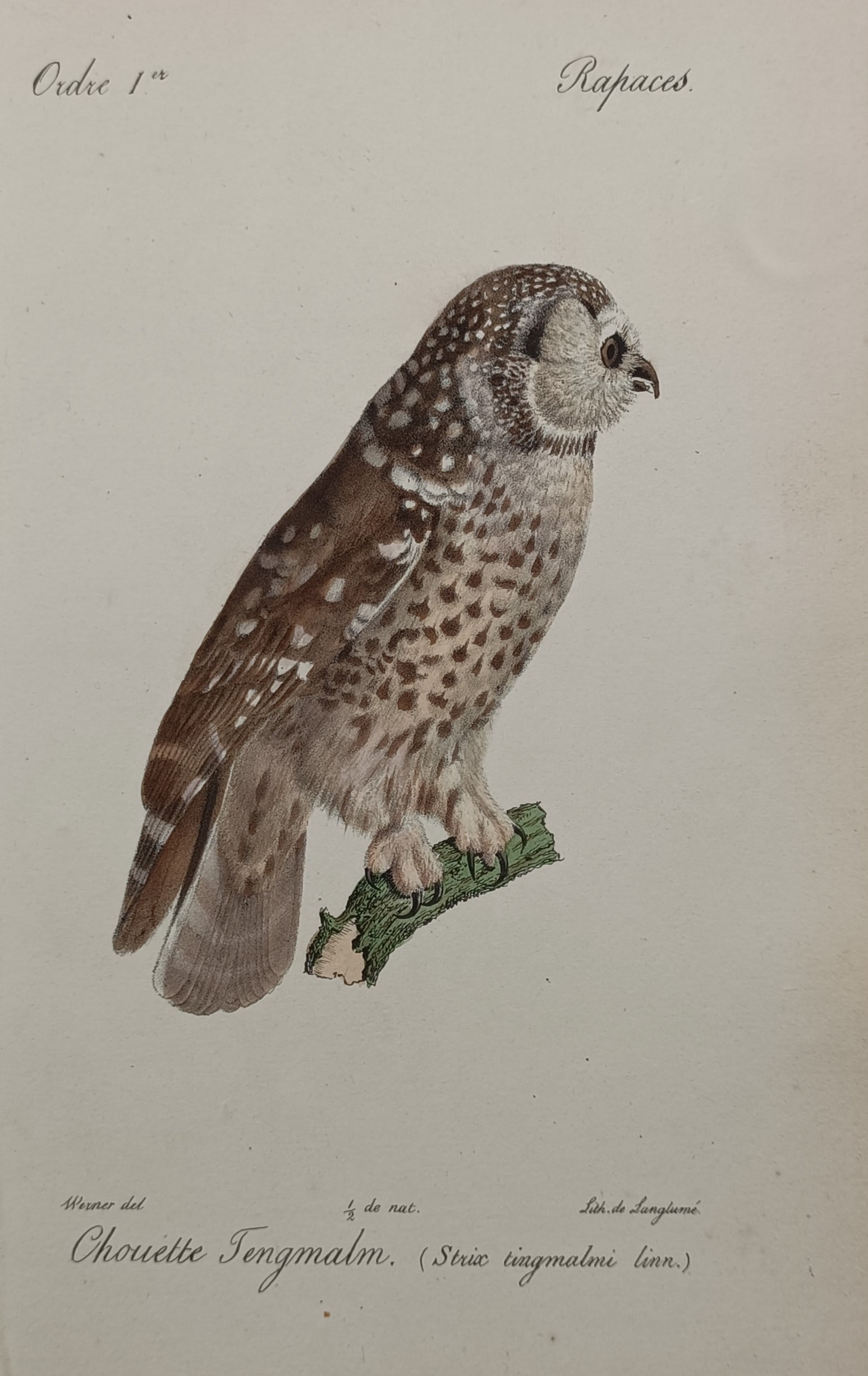 Jean-Charles Werner (1798–1856) – Boreal Owl – Hand-coloured Lithograph (1828): "Chouette Tengmalm" presents a detailed ornithological study of a boreal owl, capturing its brownish plumage speckled with white spots, speckled facial disc, and small curved beak as it perches on a m