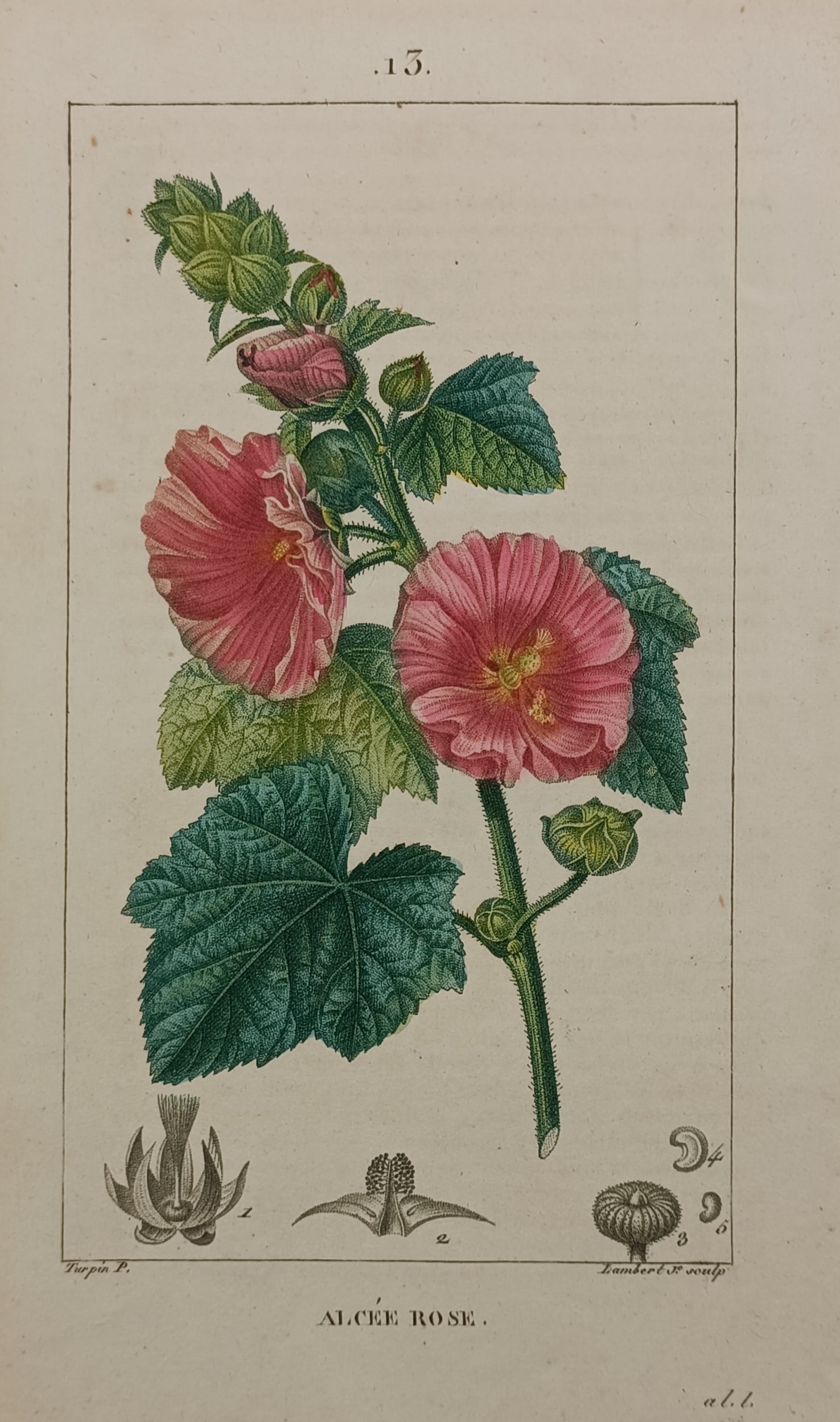 Pierre Jean François Turpin (1775–1840) – Hollyhock – Hand-coloured Engraving (1806): "Alcée Rose" presents a detailed botanical study of a blooming hollyhock plant, showcasing open pink blossoms, green flower buds, and textured leaves along a single central stem, with small analytica