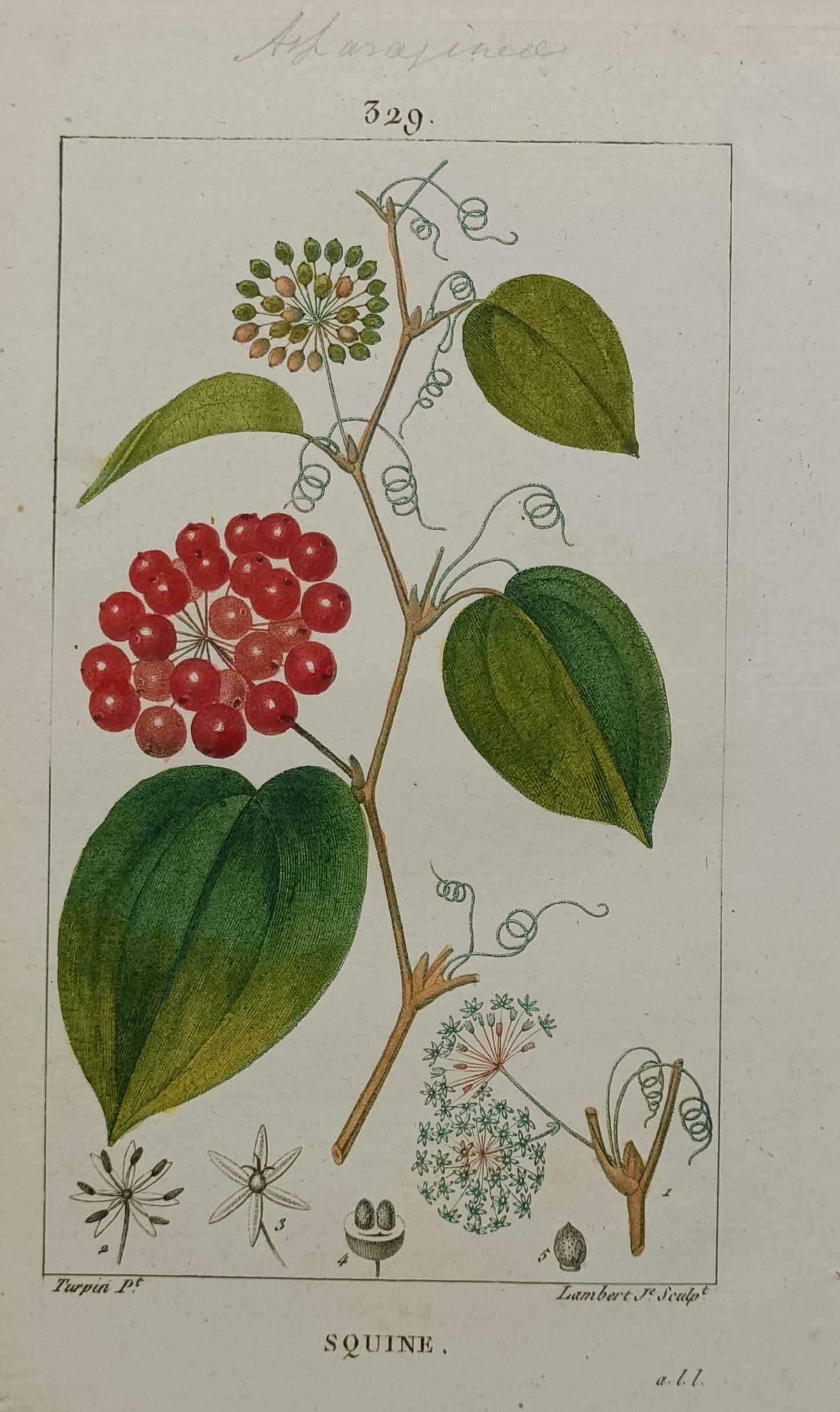 Pierre Jean François Turpin (1775–1840) – China Root – Hand-coloured Engraving (1806): "Squine" presents a detailed botanical study of a climbing china root plant, showcasing clusters of ripe red berries, small greenish-yellow flowers, and broad green foliage interspersed with twining t