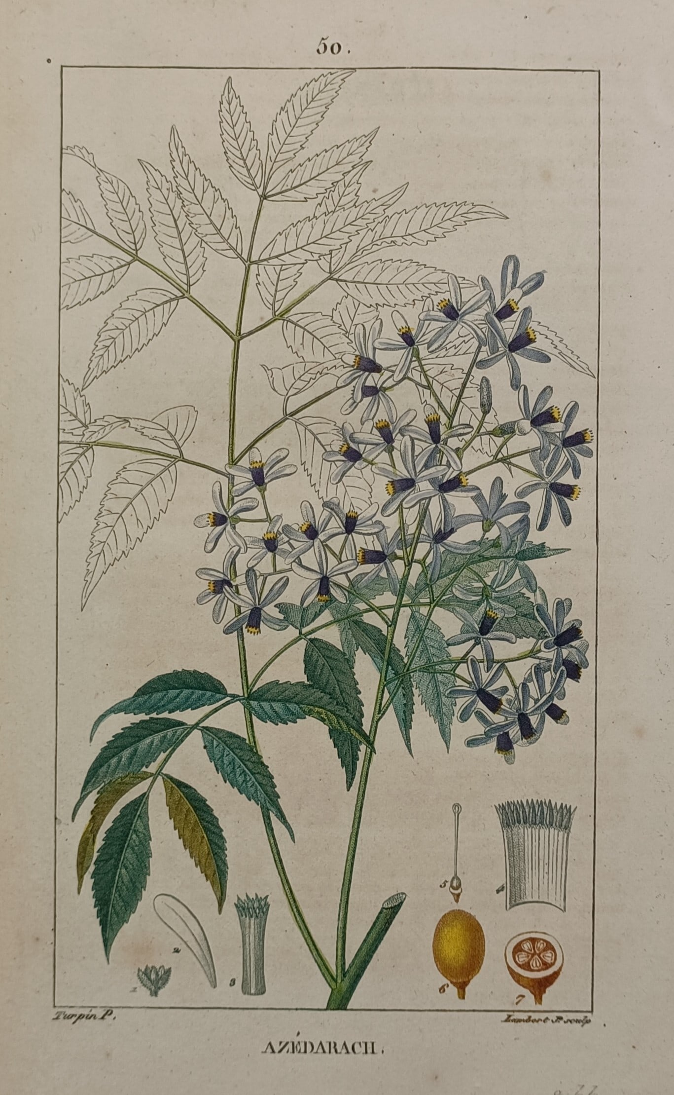 Pierre Jean François Turpin (1775–1840) – Chinaberry Tree – Hand-coloured Engraving (1806) (1 of 2)