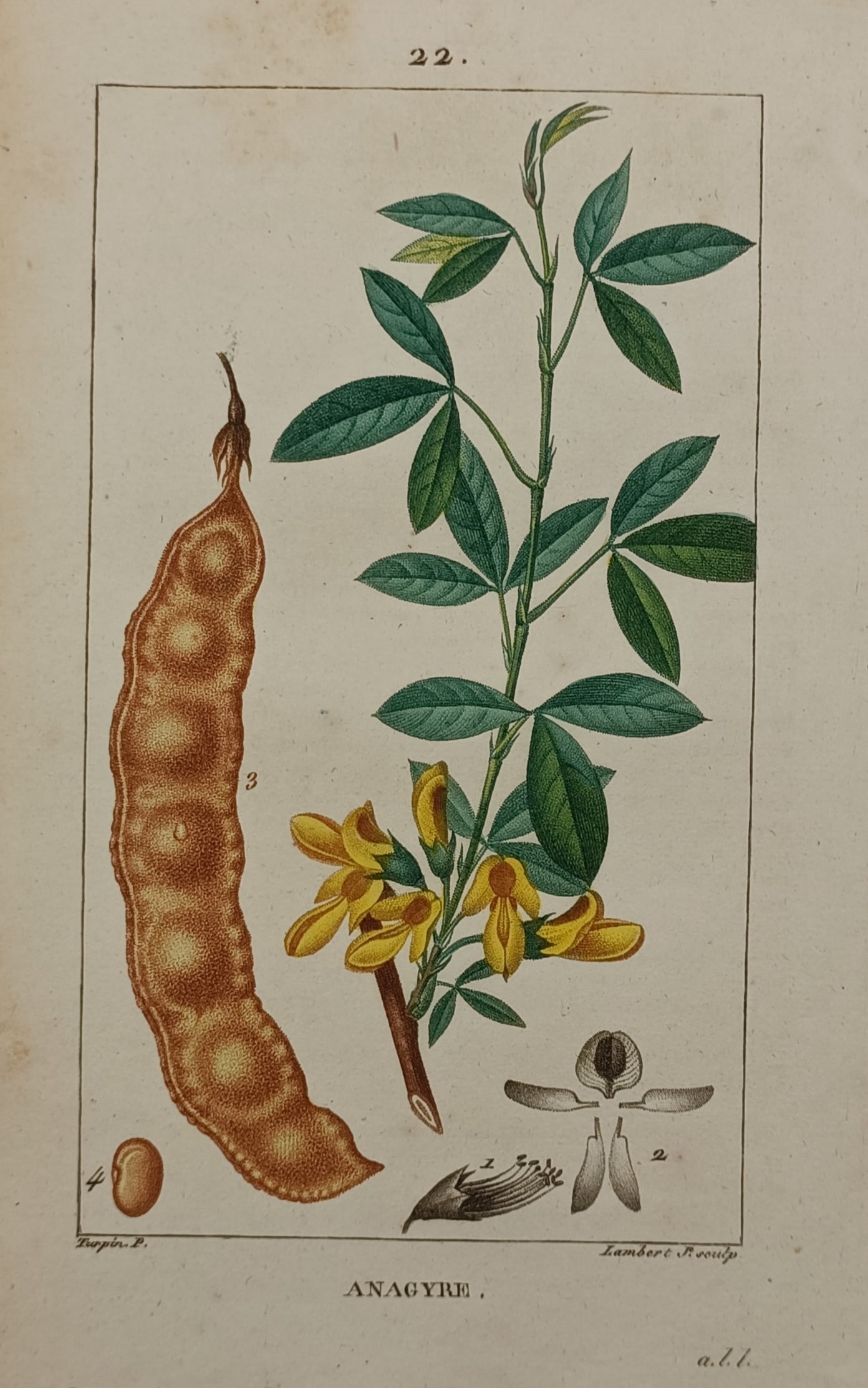 Pierre Jean François Turpin (1775–1840) – Stinking Bean Trefoil – Hand-coloured Engraving: "Anagyre" presents a detailed botanical study of a stinking bean trefoil shrub, showcasing a sprig of trifoliate green leaves and clustered yellow pea-like flowers alongside an elongated seed pod, wit