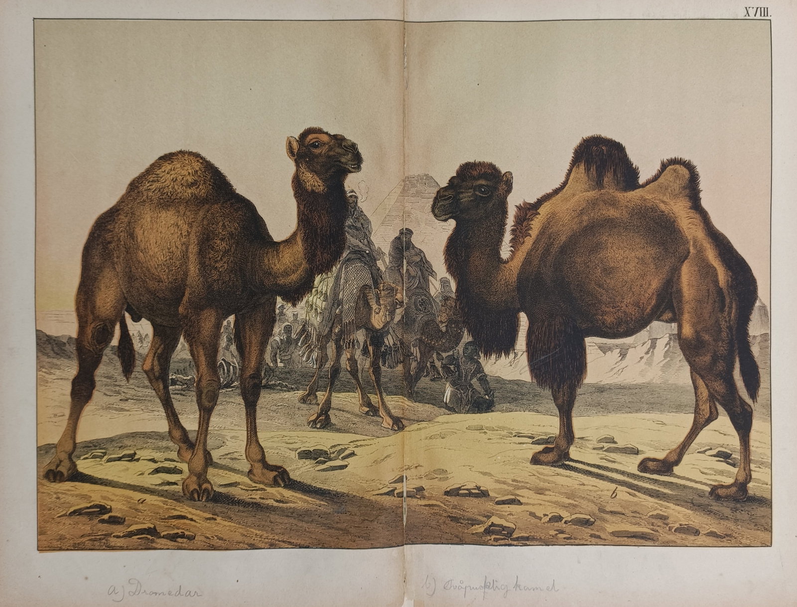 Gotthilf Heinrich von Schubert (1780–1860) – Dromedary and Bactrian Camel: "Dromedar und Zweihöckeriges Kamel" presents a detailed zoological study of camelids within an arid desert setting, depicting a single-humped dromedary and a double-humped Bactrian camel standing in 