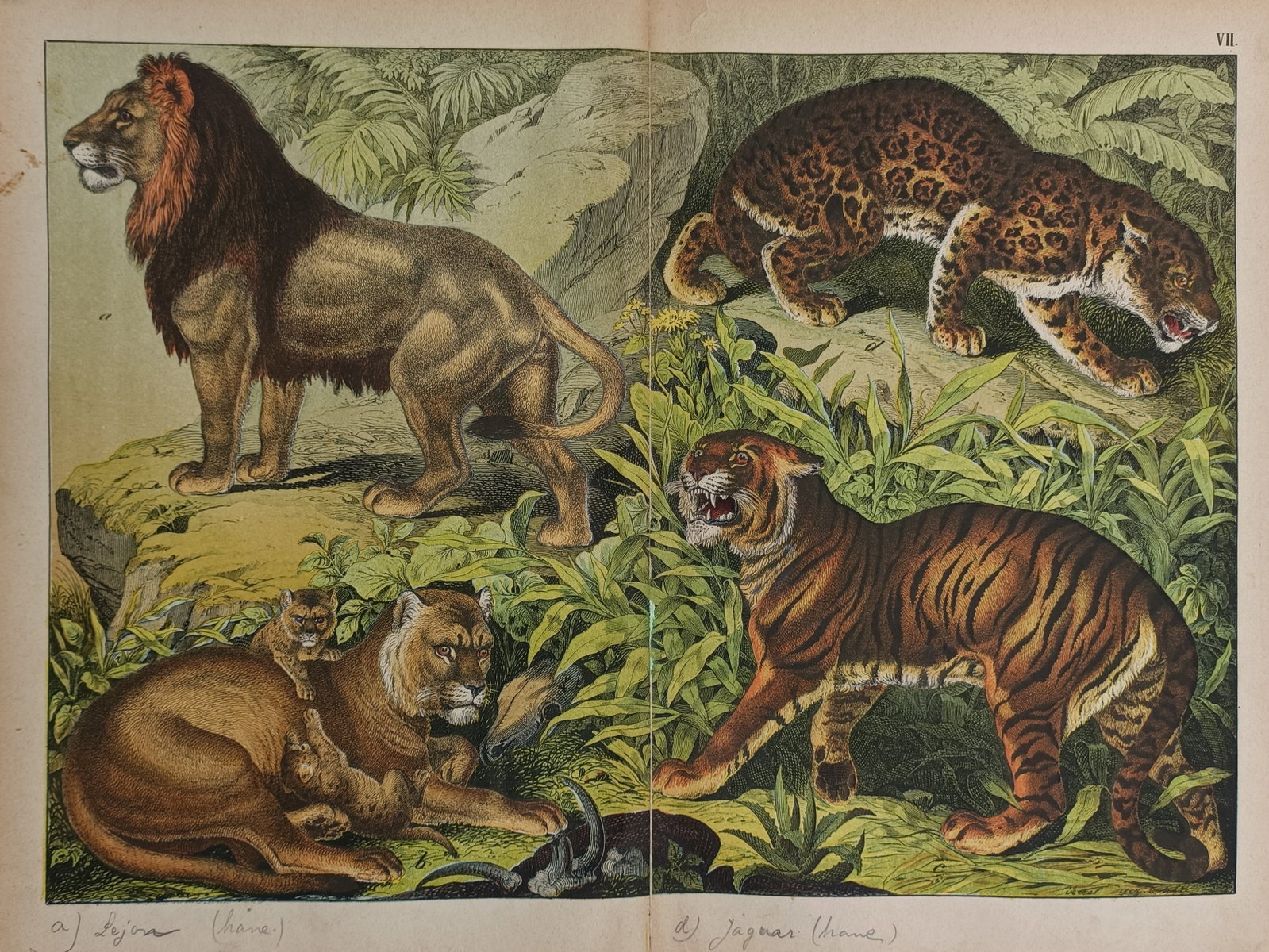Gotthilf Heinrich von Schubert (1780–1860) – Large Felines – Hand-coloured Lithograph (1854) (1 of 2)