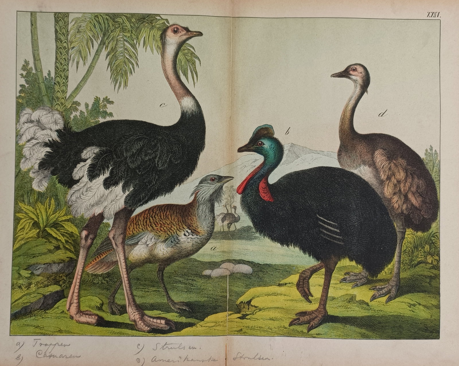 Gotthilf Heinrich von Schubert (1780–1860) – Large Ratites and Ground Birds (1 of 2)