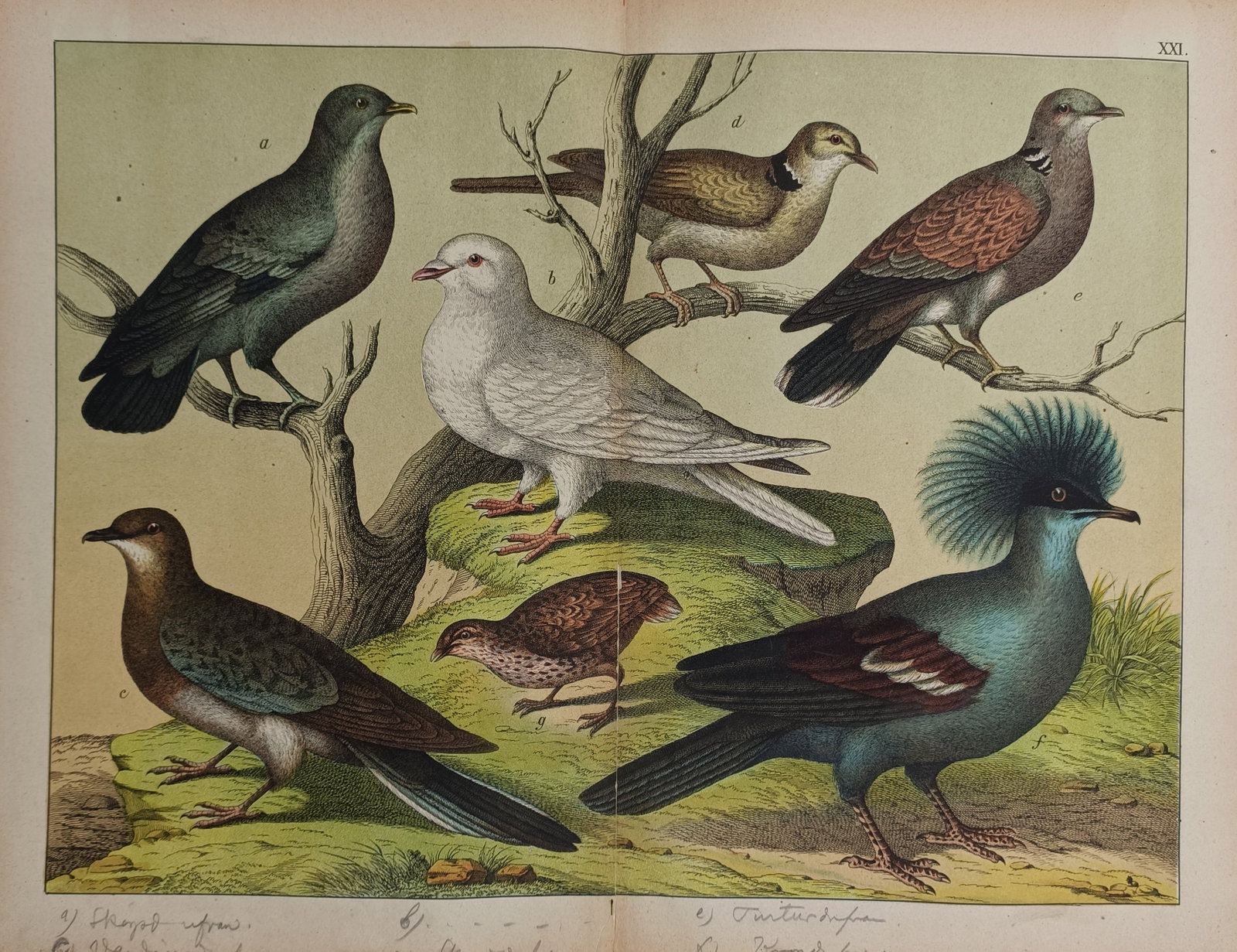 Gotthilf Heinrich von Schubert (1780–1860) – Various Pigeons and Doves: "Tauben" presents a detailed ornithological study of various columbid species and related ground birds within a natural landscape, depicting a group of wild and domestic pigeons perching on dry tree b