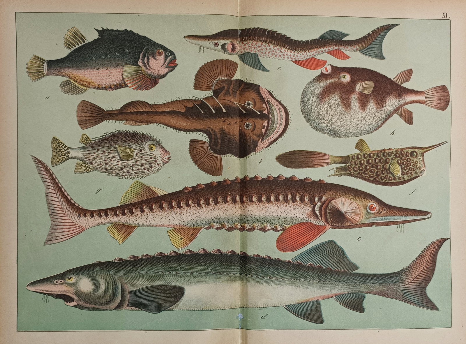 Gotthilf Heinrich von Schubert (1780–1860) – Various Fish Species – Hand-coloured Lithograph (1 of 2)