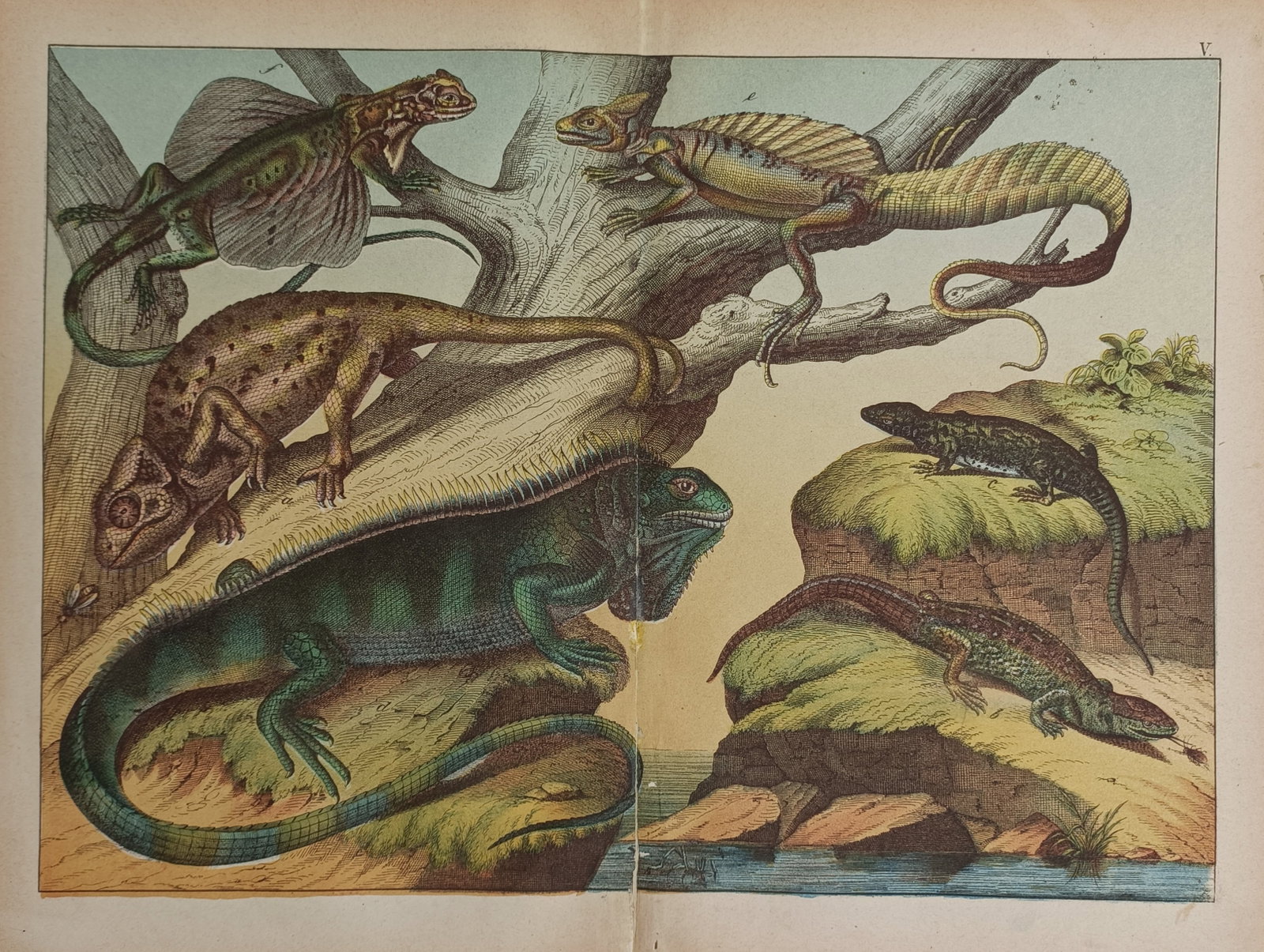 Gotthilf Heinrich von Schubert (1780–1860) – Various Reptiles and Lizards (1 of 2)