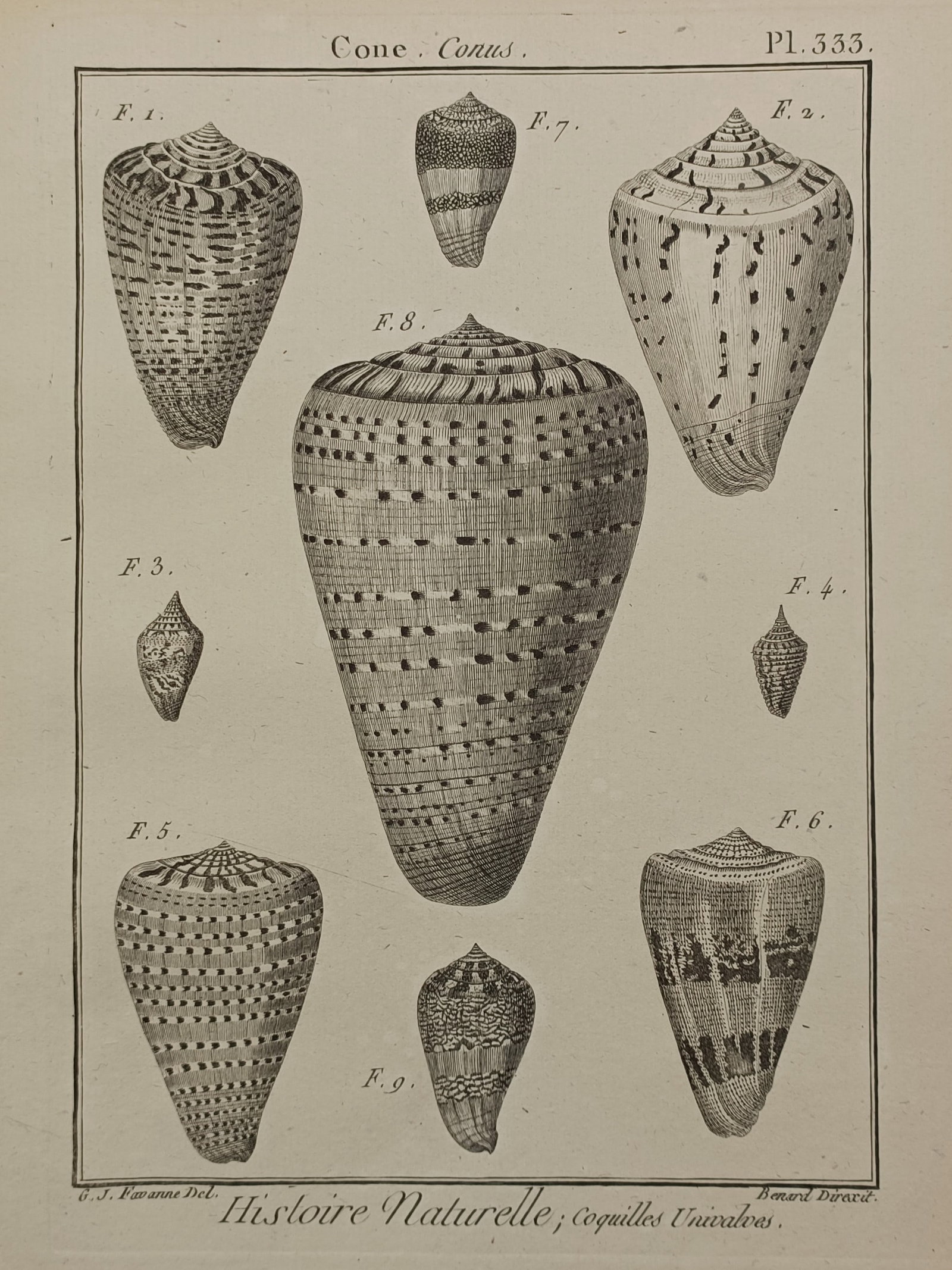 Robert Bénard – Cone Shells – Engraving (1780) (1 of 2)