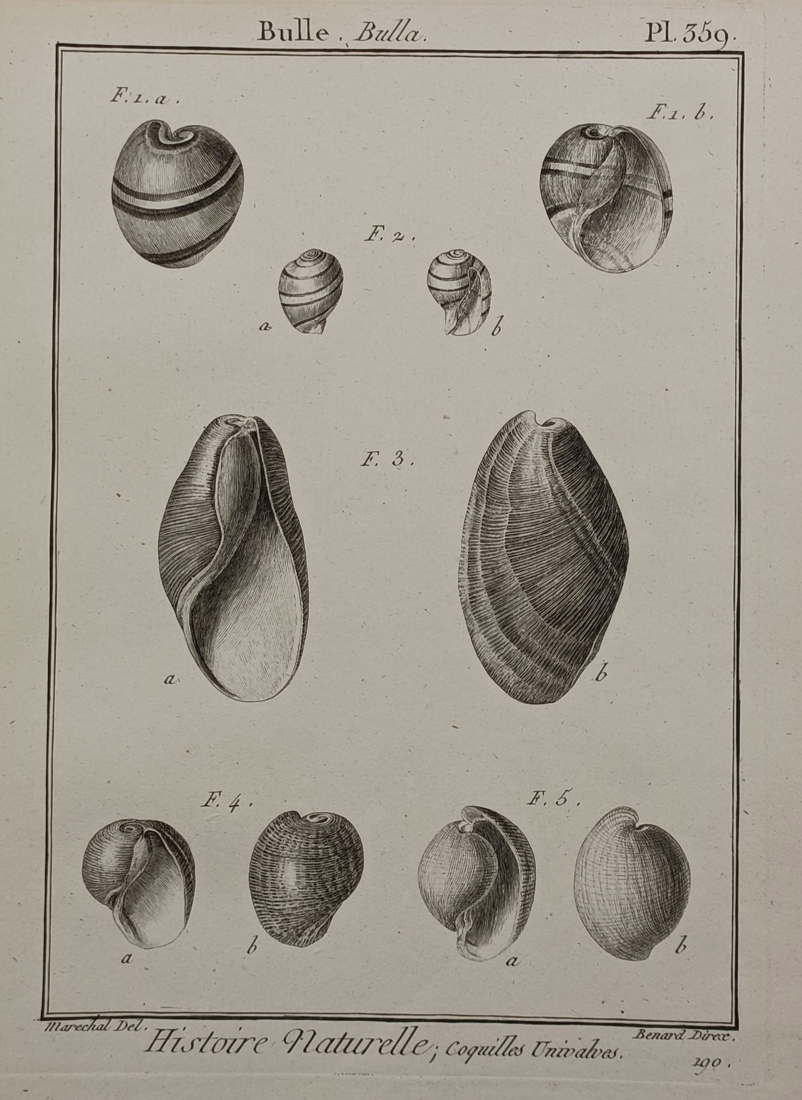 Robert Bénard – Bubble Shells – Engraving (1780) (1 of 2)