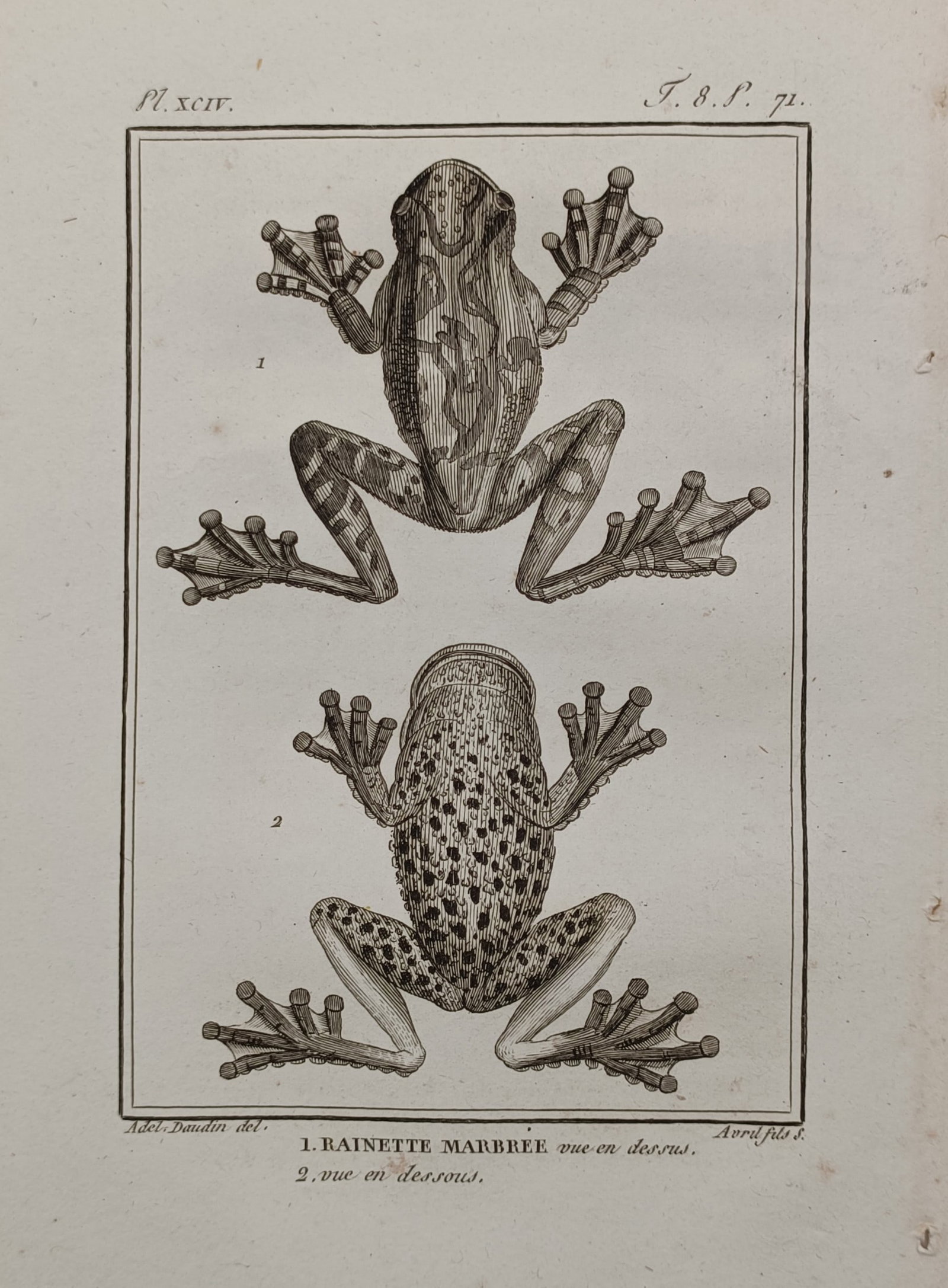 Georges-Louis Leclerc, Comte de Buffon (1707–1788) – Marbled Tree Frog – Engraving (1802): "Rainette Marbrée" presents a detailed herpetological study of a marbled tree frog, showcasing two distinct anatomical views of the same specimen, with one figure illustrating the dorsal skin marking