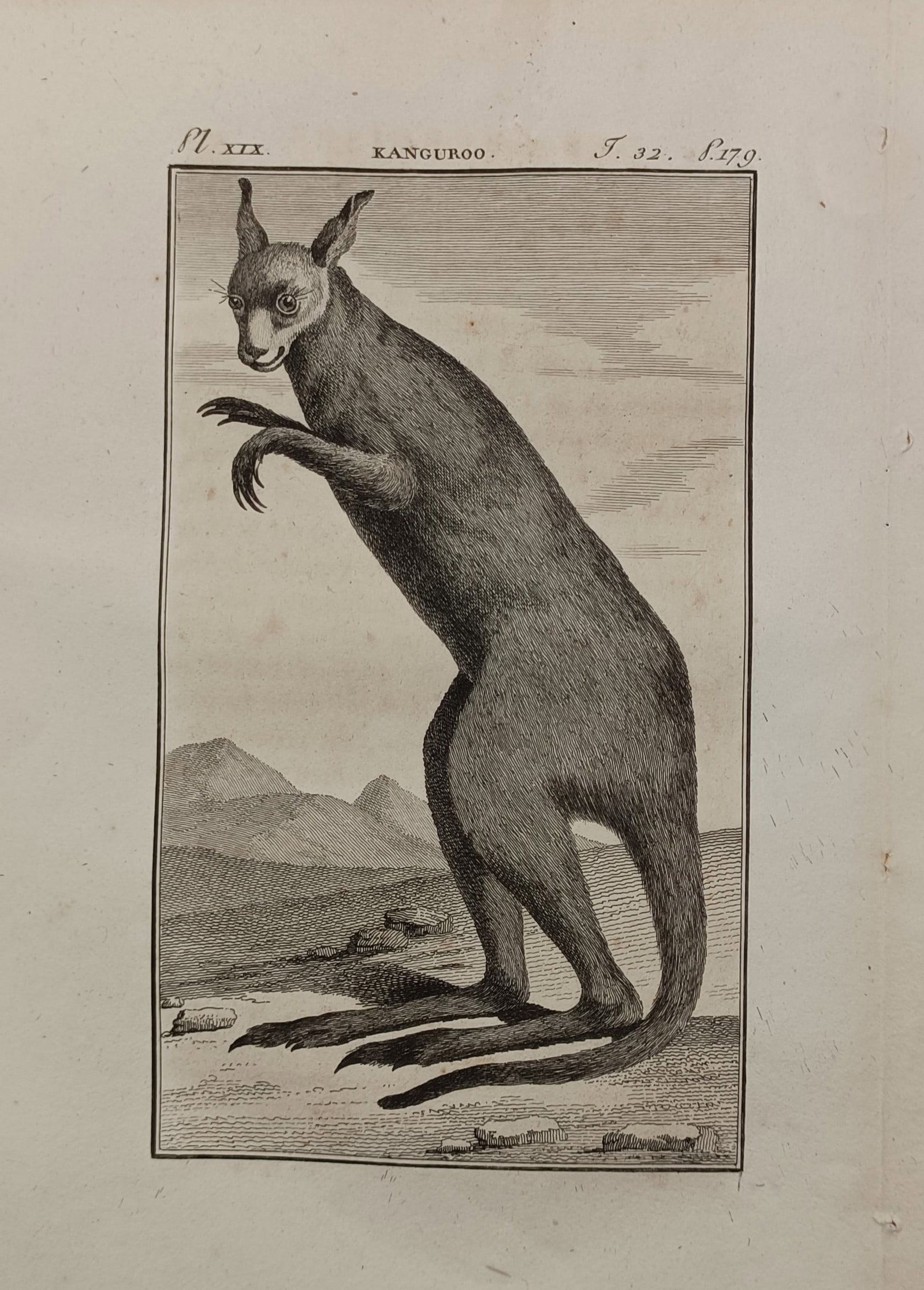 Georges-Louis Leclerc, Comte de Buffon (1707–1788) – Kangaroo – Engraving (1802) (1 of 2)