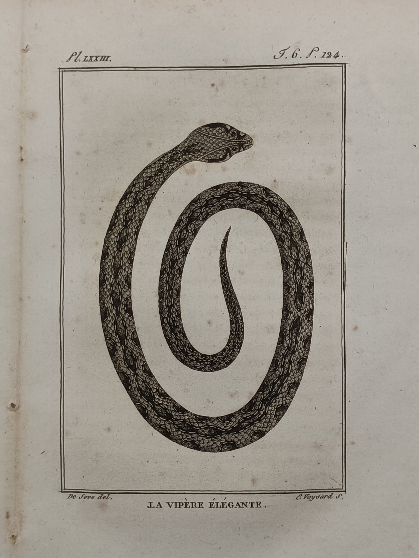 Georges-Louis Leclerc, Comte de Buffon (1707–1788) – Elegant Viper – Engraving (1802) (1 of 2)